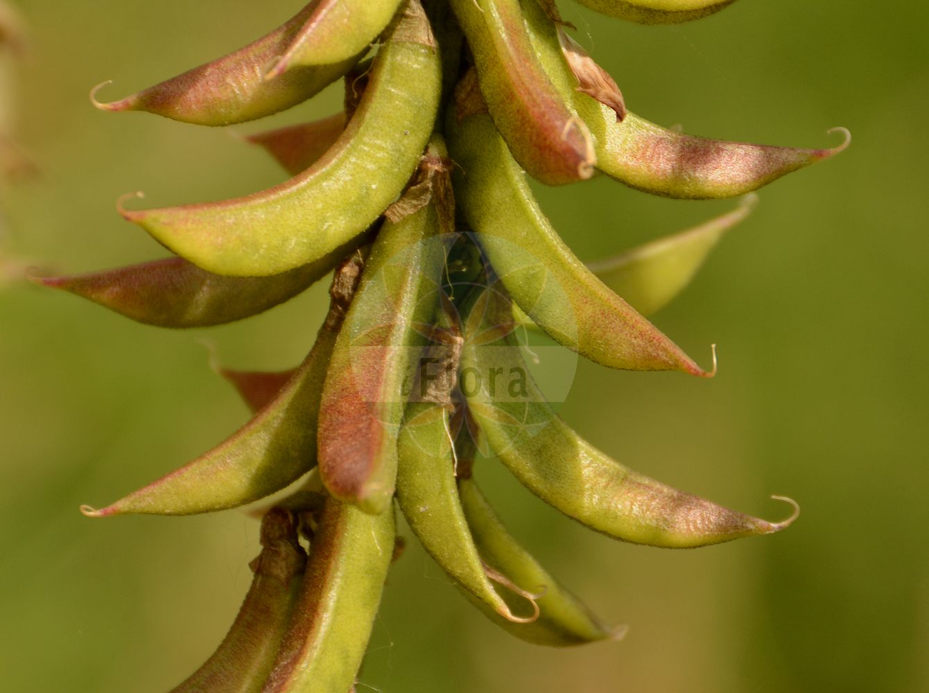 Foto von Astragalus asper. Das Foto wurde in Jardin des Plantes, Paris, Frankreich aufgenommen. ---- Photo of Astragalus asper. The picture was taken in Jardin des Plantes, Paris, France.(Astragalus asper,Astragalus asper,Astragalus chloranthus,Phaca aspera,Tragacantha aspera,Astragalus,Tragant,Milkvetch,Fabaceae,Schmetterlingsblütler,Pea family)