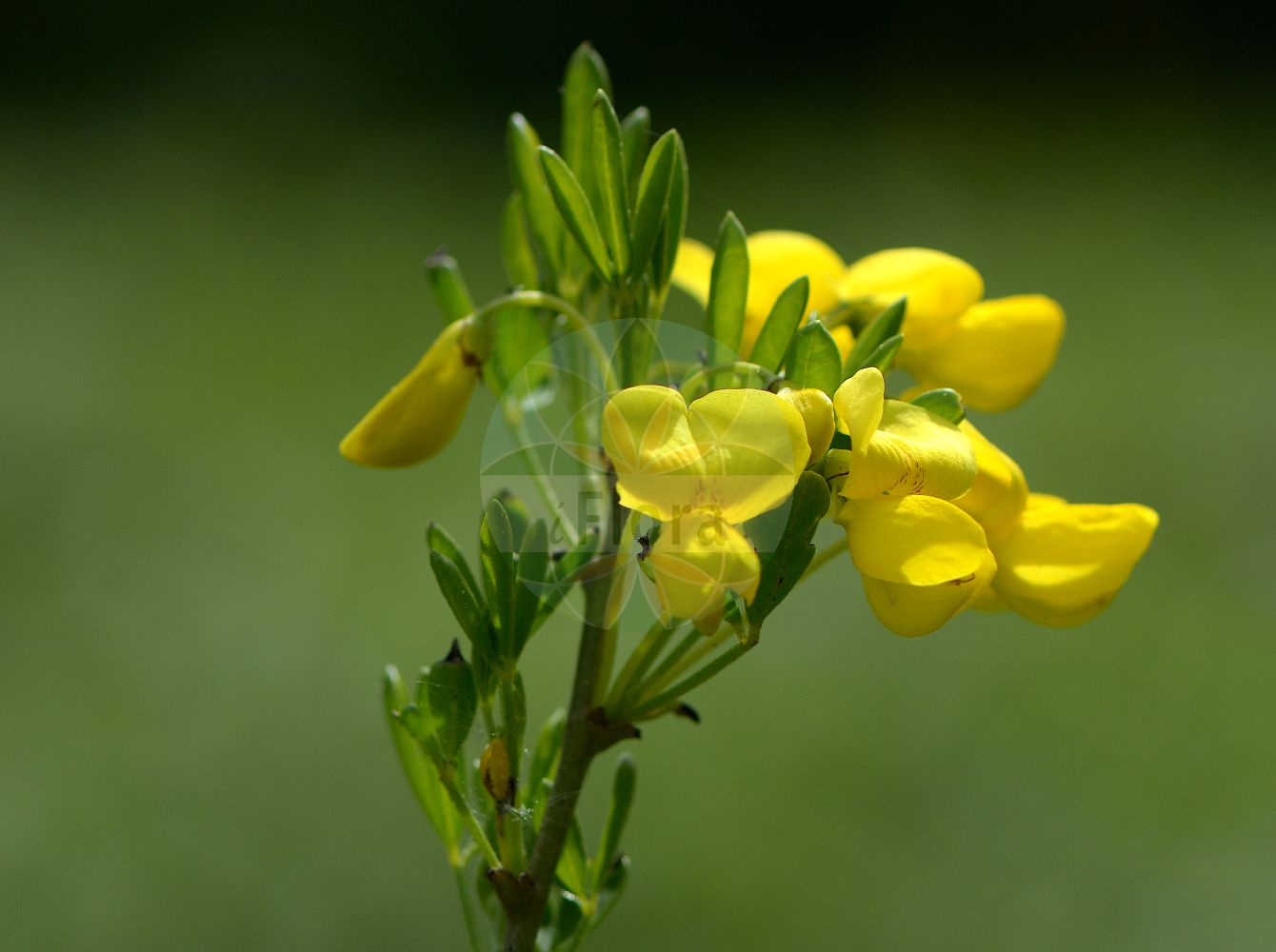 Foto von Cytisus emeriflorus. Das Foto wurde in Marburg, Hessen, Deutschland aufgenommen. ---- Photo of Cytisus emeriflorus. The picture was taken in Marburg, Hesse, Germany.(Cytisus emeriflorus,Cytisus emeriflorus,Cytisus glabrescens,Genista glabrescens,Cytisus,Geißklee,Broom,Fabaceae,Schmetterlingsblütler,Pea family)