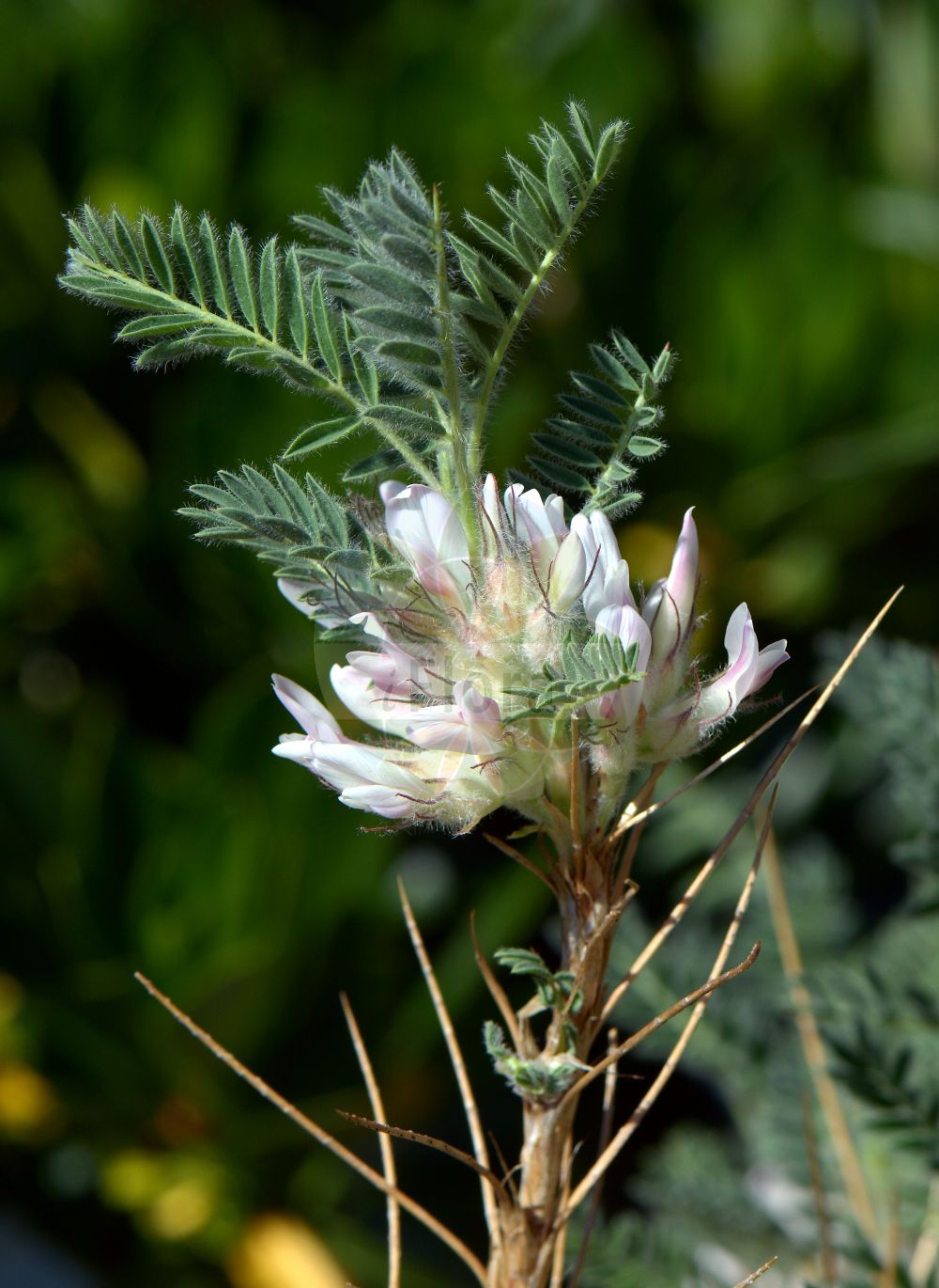 Foto von Astragalus sempervirens. Das Foto wurde in Göteborg, Schweden aufgenommen. ---- Photo of Astragalus sempervirens. The picture was taken in Gothenburg, Sweden.(Astragalus sempervirens,Astragalus sempervirens,Astragalus,Tragant,Milkvetch,Fabaceae,Schmetterlingsblütler,Pea family)
