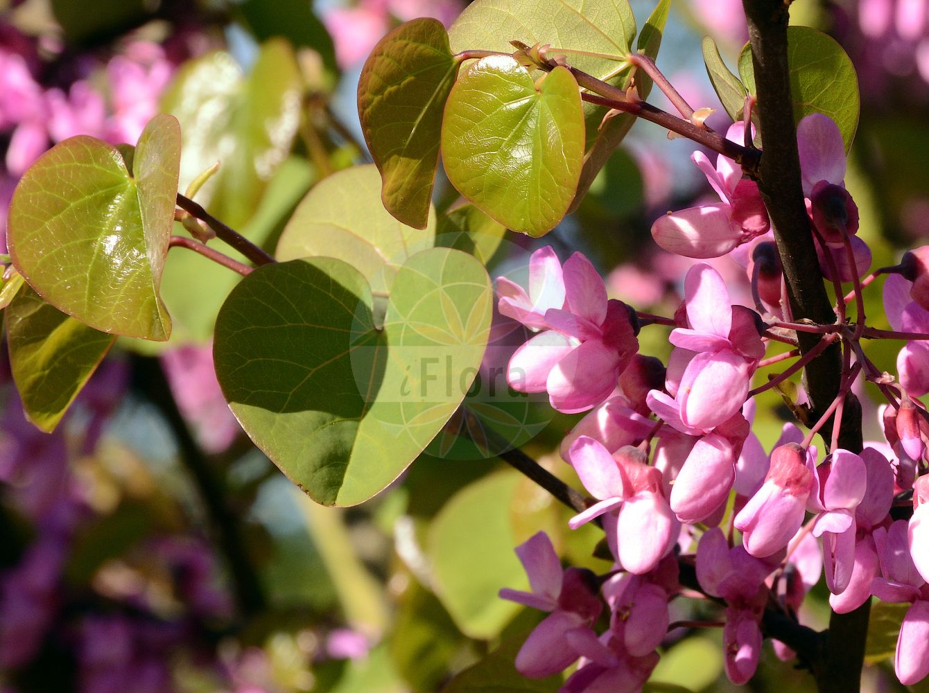 Foto von Cercis siliquastrum. Das Foto wurde in Köln, Nordrhein-Westfalen, Deutschland aufgenommen. ---- Photo of Cercis siliquastrum. The picture was taken in Cologne, North Rhine-Westphalia, Germany.(Cercis siliquastrum,Cercis siliquastrum,Siliquastrum orbicularis,Cercis,Fabaceae,Schmetterlingsblütler,Pea family)