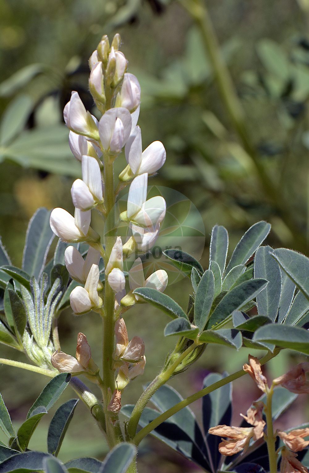 Foto von Lupinus albus. Das Foto wurde in Klagenfurt, Kärnten, Österreich aufgenommen. ---- Photo of Lupinus albus. The picture was taken in Klagenfurt, Carinthia, Austria.(Lupinus albus,Lupinus albus,Lupinus,Lupine,Lupine,Fabaceae,Schmetterlingsblütler,Pea family)