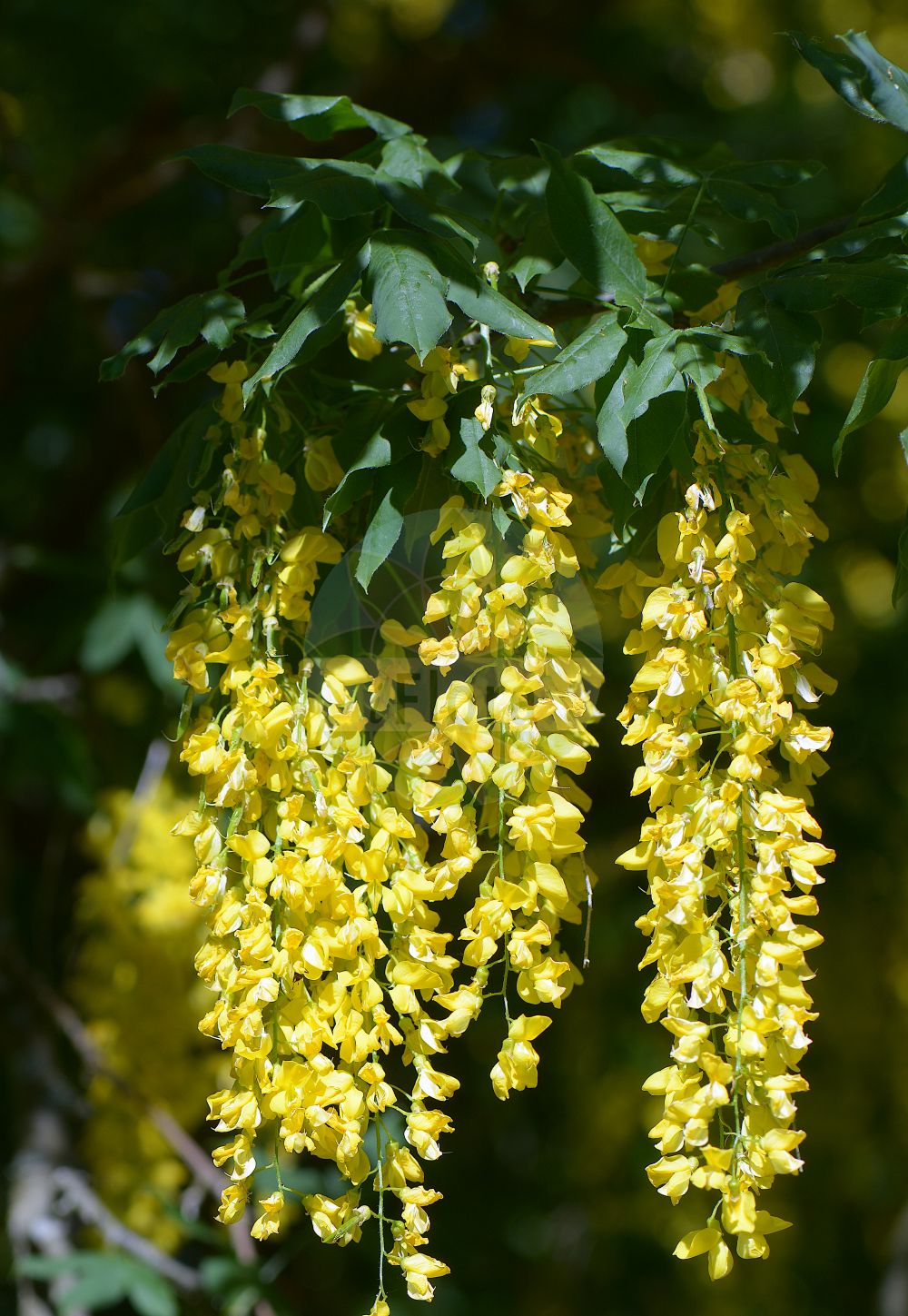 Foto von Laburnum alpinum (Scottish Laburnum). Das Foto wurde in Stockholm, Schweden aufgenommen. ---- Photo of Laburnum alpinum (Scottish Laburnum). The picture was taken in Stockholm, Sweden.(Laburnum alpinum,Scottish Laburnum,Cytisus alpinus,Laburnum alpinum,Laburnum,Goldregen,Golden Chain,Fabaceae,Schmetterlingsblütler,Pea family)