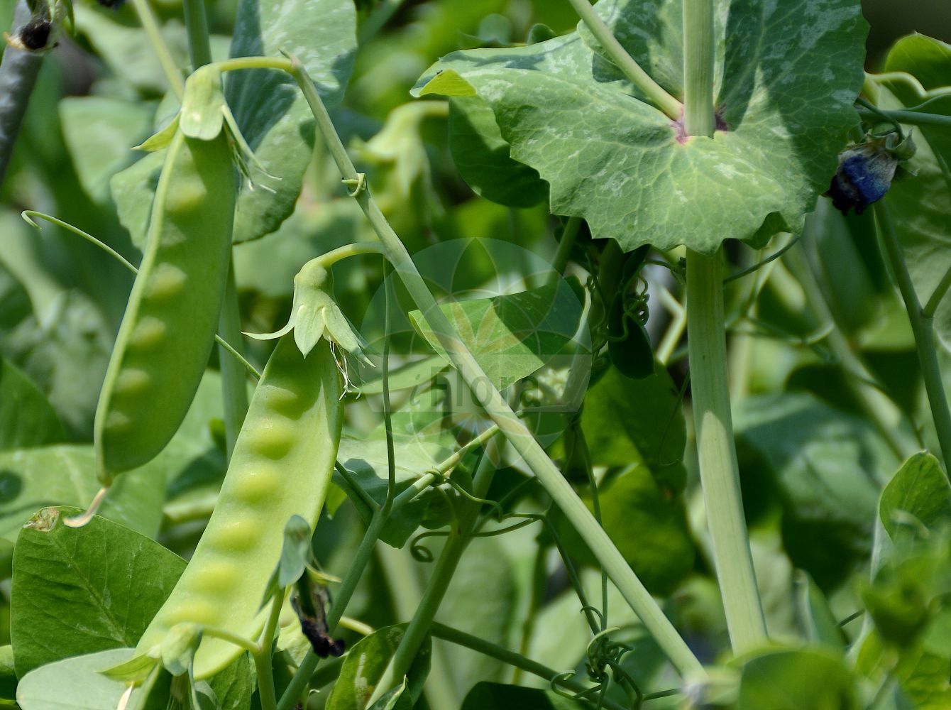 Foto von Pisum sativum (Gewöhnliche Erbse - Garden Pea). Das Foto wurde in Bonn, Nordrhein-Westfalen, Deutschland aufgenommen. ---- Photo of Pisum sativum (Gewöhnliche Erbse - Garden Pea). The picture was taken in Bonn, North Rhine-Westphalia, Germany.(Pisum sativum,Gewöhnliche Erbse,Garden Pea,Lathyrus oleraceus,Pisum sativum,Pisum vulgare,Gewoehnliche Erbse,Garden Pea,Pea,English Pea,Green Pea,Round-seeded Pea,Shelling Pea,Snap Pea,Snow Pea,Pisum,Erbse,Pea,Fabaceae,Schmetterlingsblütler,Pea family)