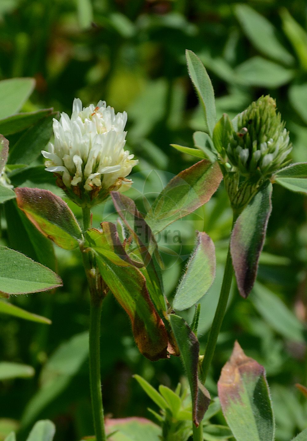 Foto von Trifolium alexandrinum. Das Foto wurde in Dresden, Sachsen, Deutschland aufgenommen. ---- Photo of Trifolium alexandrinum. The picture was taken in Dresden, Sachsen, Germany.(Trifolium alexandrinum,Trifolium alexandrinum,Trifolium,Klee,Clover,Fabaceae,Schmetterlingsblütler,Pea family)