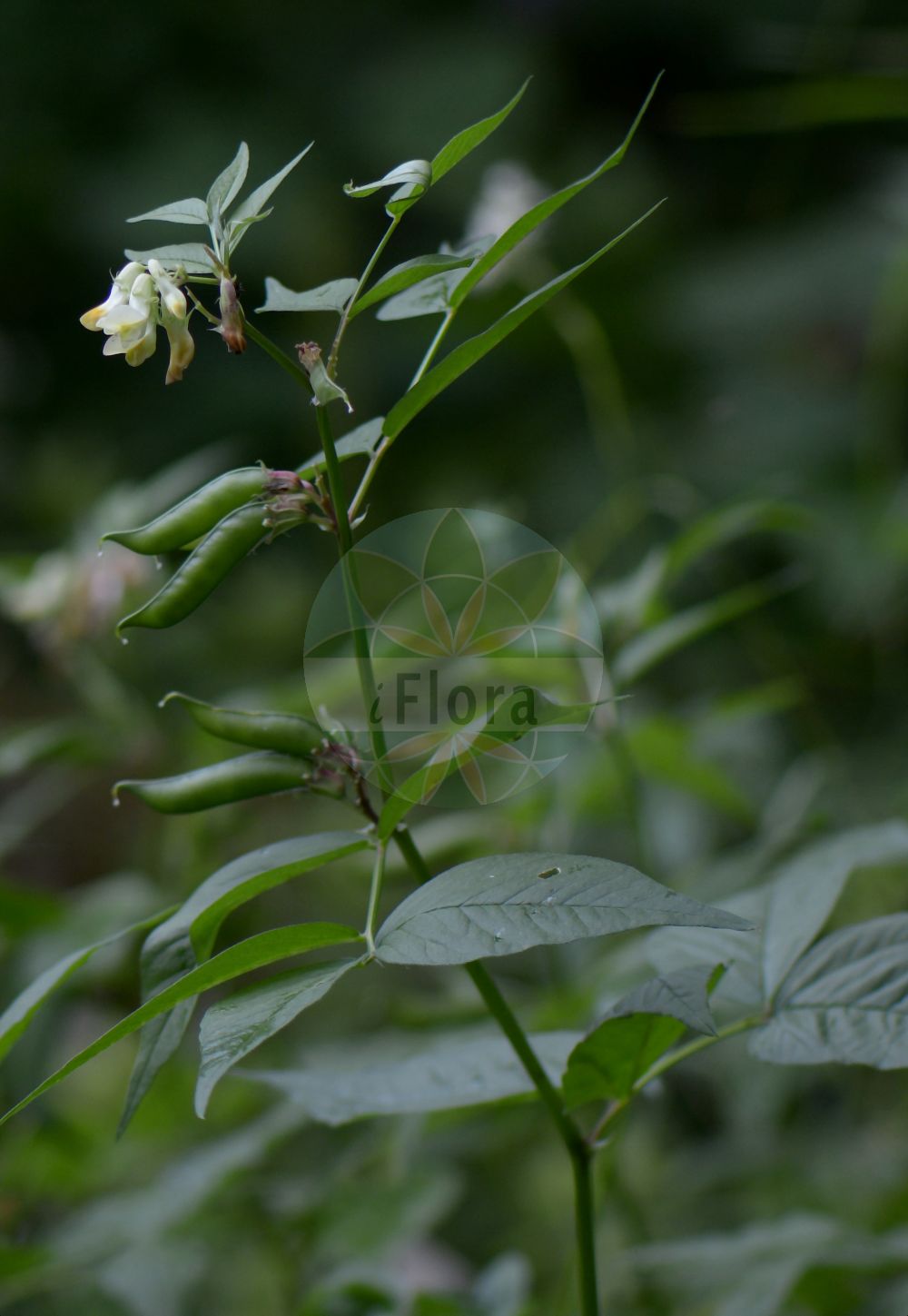 Foto von Vicia oroboides (Walderbsen-Wicke - Pale Vetch). Das Foto wurde in Juliana, Trenta, Slowenien aufgenommen. ---- Photo of Vicia oroboides (Walderbsen-Wicke - Pale Vetch). The picture was taken in Juliana, Trenta, Slovenia.(Vicia oroboides,Walderbsen-Wicke,Pale Vetch,Vicia oroboides,Walderbsen-Wicke,Pale Vetch,Vicia,Wicke,Vetch,Fabaceae,Schmetterlingsblütler,Pea family)