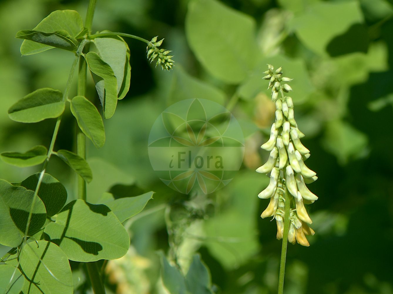 Foto von Vicia pisiformis (Erbsen-Wicke - Pale-flower Vetch). Das Foto wurde in Kopenhagen, Dänemark aufgenommen. ---- Photo of Vicia pisiformis (Erbsen-Wicke - Pale-flower Vetch). The picture was taken in Copenhagen, Denmark.(Vicia pisiformis,Erbsen-Wicke,Pale-flower Vetch,Ervum pisiforme,Vicia pisiformis,Erbsen-Wicke,Pale-flower Vetch,Pale-flowered Vetch,Pea-shaped Vetch,Pea Vetch,Vicia,Wicke,Vetch,Fabaceae,Schmetterlingsblütler,Pea family)