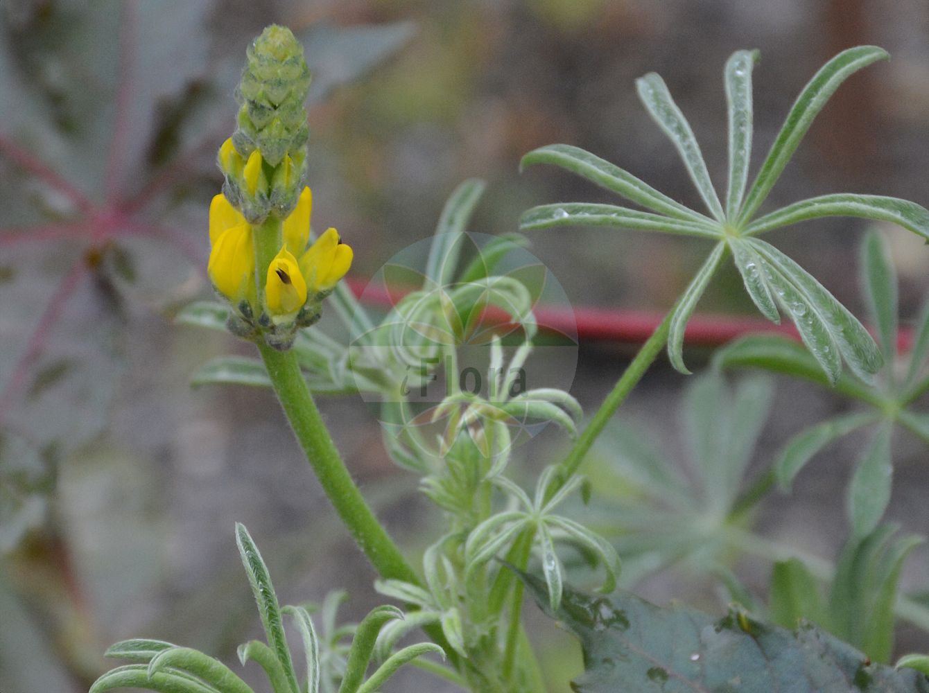 Foto von Lupinus luteus. Das Foto wurde in Innsbruck, Tirol, Österreich aufgenommen. ---- Photo of Lupinus luteus. The picture was taken in Innsbruck, Tyrol, Austria.(Lupinus luteus,Lupinus luteus,Lupinus,Lupine,Lupine,Fabaceae,Schmetterlingsblütler,Pea family)