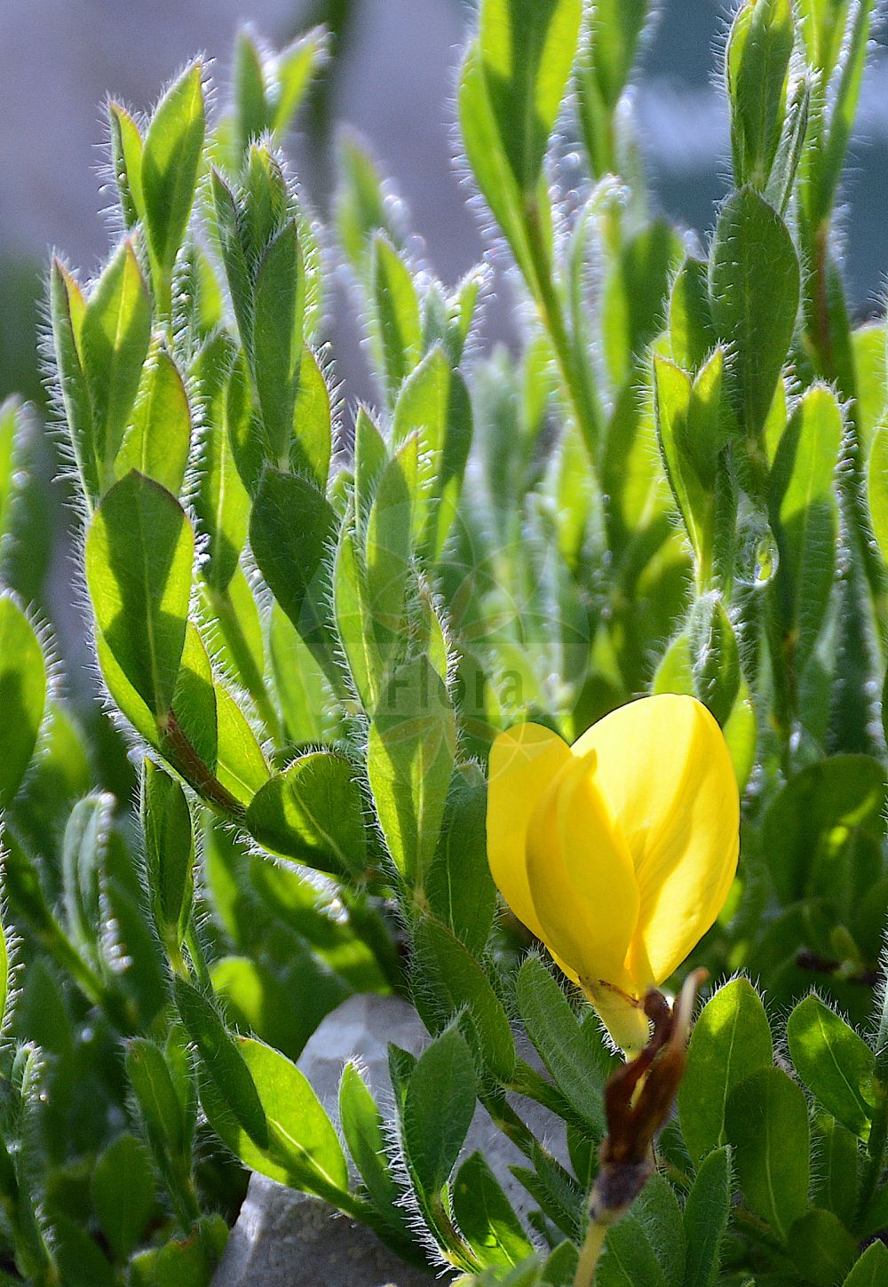 Foto von Cytisus decumbens. Das Foto wurde in Flore Alpe, Champex-Lac, Wallis, Schweiz aufgenommen. ---- Photo of Cytisus decumbens. The picture was taken in Flore Alpe, Champex-Lac, Valais, Switzerland.(Cytisus decumbens,Cytisus decumbens,Genista prostrata,Spartium decumbens,Cytisus,Geißklee,Broom,Fabaceae,Schmetterlingsblütler,Pea family)