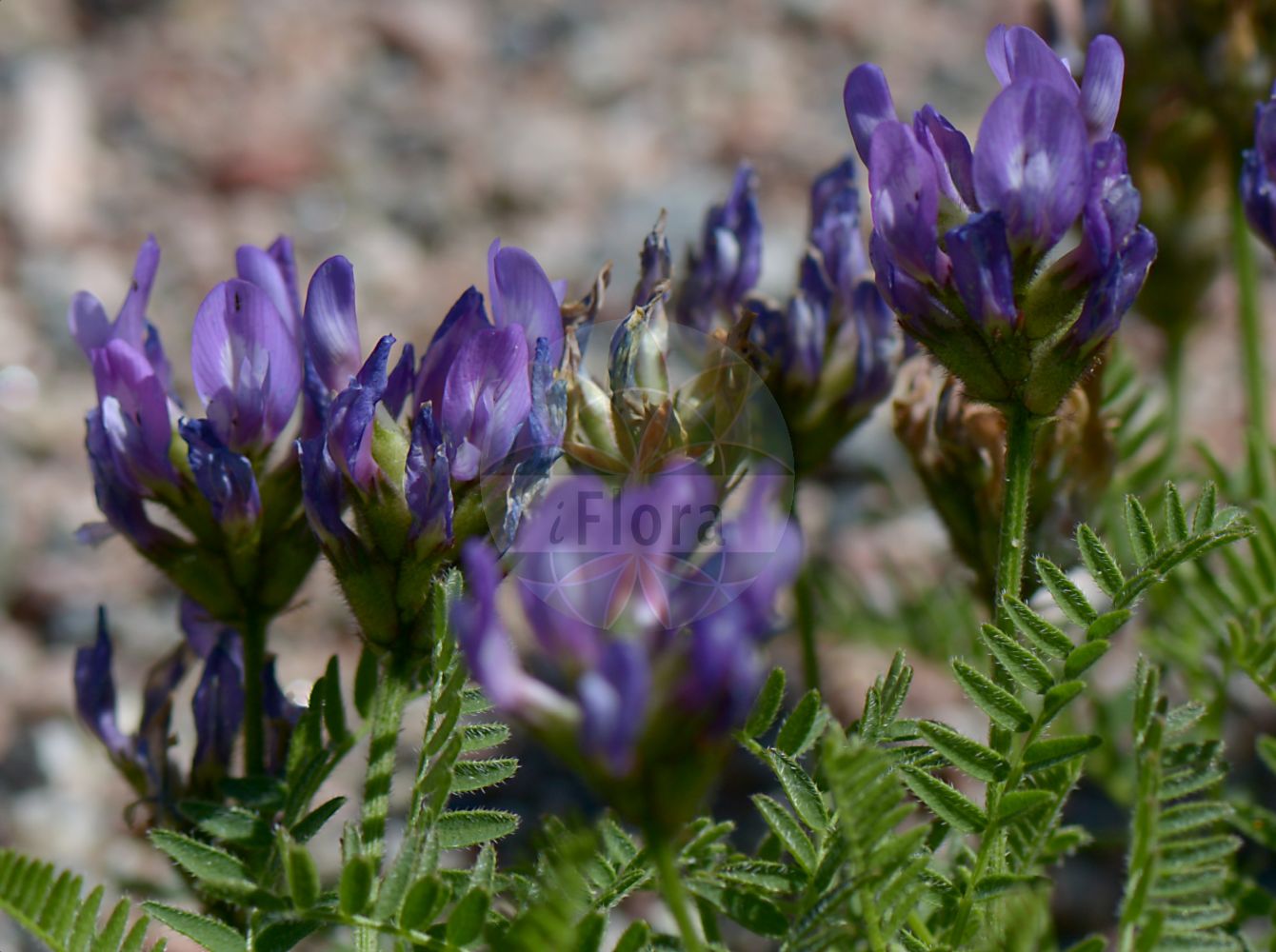 Foto von Astragalus danicus (Dänischer Tragant - Purple Milk-vetch). Das Foto wurde in Uppsala, Schweden aufgenommen. ---- Photo of Astragalus danicus (Dänischer Tragant - Purple Milk-vetch). The picture was taken in Uppsala, Sweden.(Astragalus danicus,Dänischer Tragant,Purple Milk-vetch,Astragalus danicus,Daenischer Tragant,Purple Milk-vetch,Astragalus,Tragant,Milkvetch,Fabaceae,Schmetterlingsblütler,Pea family)