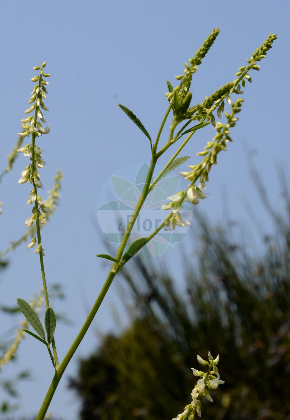 Foto von Melilotus albus (Weißer Steinklee - White Melilot). Das Foto wurde in Bonn, Nordrhein-Westfalen, Deutschland aufgenommen. ---- Photo of Melilotus albus (Weißer Steinklee - White Melilot). The picture was taken in Bonn, North Rhine-Westphalia, Germany.(Melilotus albus,Weißer Steinklee,White Melilot,Melilotus albus,Melilotus argutus,Melilotus leucanthus,Melilotus melanospermus,Melilotus vulgaris,Weisser Steinklee,Bokharaklee,Bucharaklee,White Melilot,White Sweet Clover,Bokhara Clover,Honey Clover,Melilotus,Steinklee,Sweetclover,Fabaceae,Schmetterlingsblütler,Pea family)