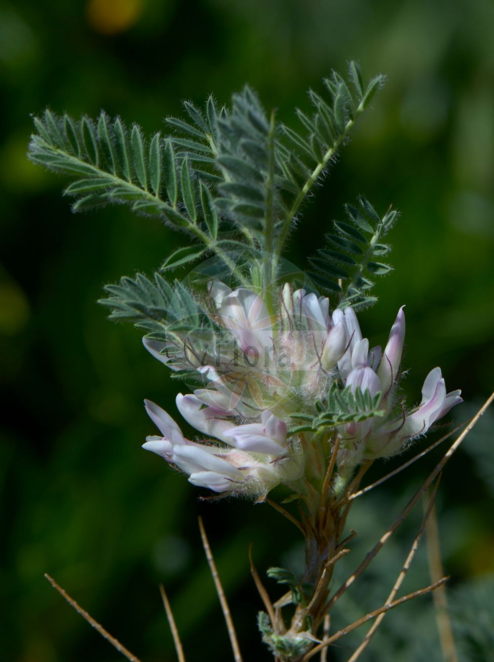 Foto von Astragalus sempervirens. Das Bild zeigt Blatt und Bluete. Das Foto wurde in Göteborg, Schweden aufgenommen. ---- Photo of Astragalus sempervirens. The image is showing leaf and flower. The picture was taken in Gothenburg, Sweden.(Astragalus sempervirens,Astragalus sempervirens,Astragalus,Tragant,Milkvetch,Fabaceae,Schmetterlingsblütler,Pea family,Blatt,Bluete,leaf,flower)