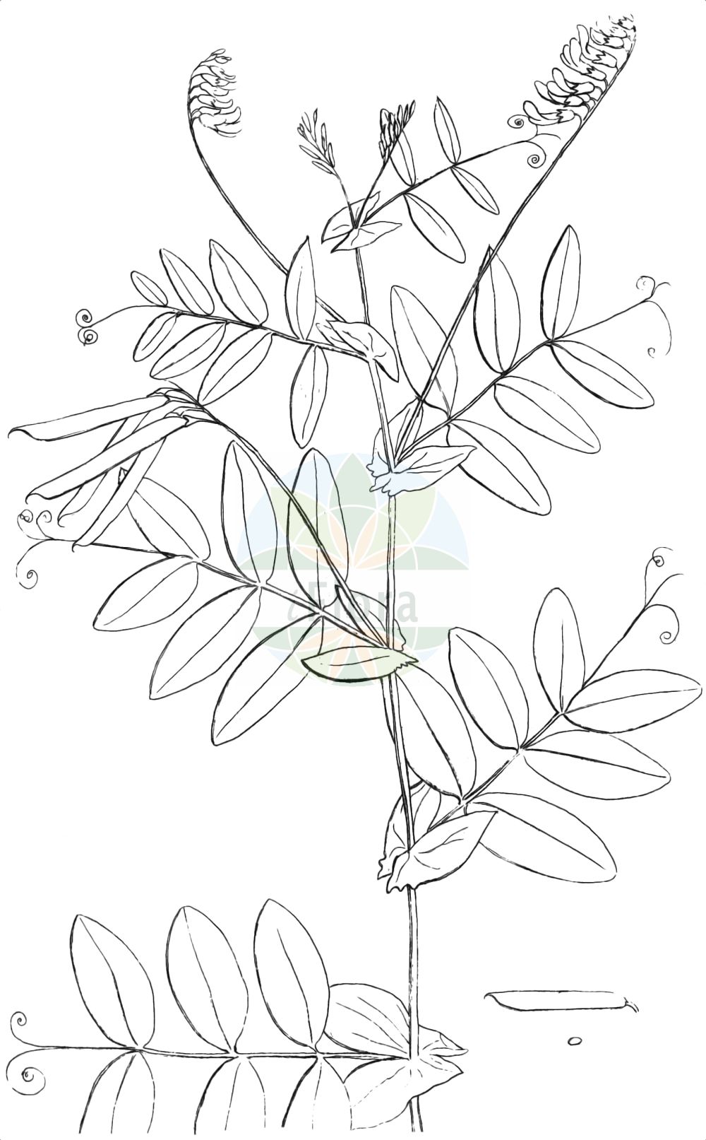 Historische Abbildung von Lathyrus pisiformis. Das Bild zeigt Blatt, Bluete, Frucht und Same. ---- Historical Drawing of Lathyrus pisiformis. The image is showing leaf, flower, fruit and seed.(Lathyrus pisiformis,Lathyrus pisiformis,Lathyrus,Platterbse,Pea,Fabaceae,Schmetterlingsblütler,Pea family,Blatt,Bluete,Frucht,Same,leaf,flower,fruit,seed,von Linnaeus filius (1763))
