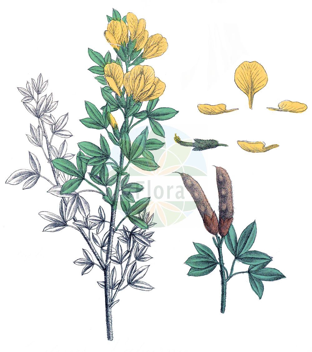 Historische Abbildung von Cytisus austriacus. Das Bild zeigt Blatt, Bluete, Frucht und Same. ---- Historical Drawing of Cytisus austriacus. The image is showing leaf, flower, fruit and seed.(Cytisus austriacus,Chamaecytisus austriacus,Chamaecytisus danubialis,Cytisus austriacus,Cytisus danubialis,Cytisus pindicola,Cytisus,Geißklee,Broom,Fabaceae,Schmetterlingsblütler,Pea family,Blatt,Bluete,Frucht,Same,leaf,flower,fruit,seed,Krebs (1826-1832))