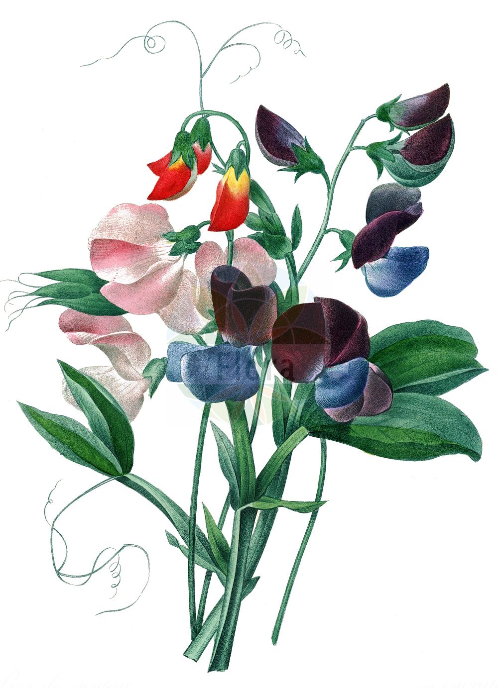 Historische Abbildung von Lathyrus odoratus. Das Bild zeigt Blatt, Bluete, Frucht und Same. ---- Historical Drawing of Lathyrus odoratus. The image is showing leaf, flower, fruit and seed.(Lathyrus odoratus,Lathyrus odoratus,Lathyrus,Platterbse,Pea,Fabaceae,Schmetterlingsblütler,Pea family,Blatt,Bluete,Frucht,Same,leaf,flower,fruit,seed,Redouté (1833))