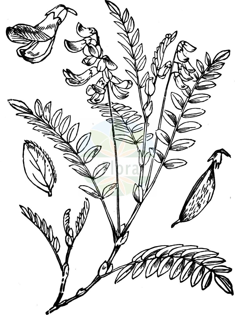 Historische Abbildung von Astragalus alpinus (Alpen-Tragant - Alpine Milk-vetch). Das Bild zeigt Blatt, Bluete, Frucht und Same. ---- Historical Drawing of Astragalus alpinus (Alpen-Tragant - Alpine Milk-vetch). The image is showing leaf, flower, fruit and seed.(Astragalus alpinus,Alpen-Tragant,Alpine Milk-vetch,Astragalus alpinus,Alpen-Tragant,Alpine Milk-vetch,Astragalus,Tragant,Milkvetch,Fabaceae,Schmetterlingsblütler,Pea family,Blatt,Bluete,Frucht,Same,leaf,flower,fruit,seed,Fitch et al. (1880))