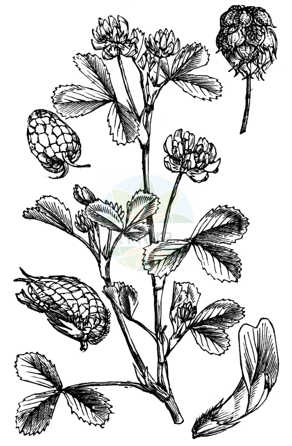Historische Abbildung von Trifolium resupinatum (Persischer Klee - Reversed Clover). Das Bild zeigt Blatt, Bluete, Frucht und Same. ---- Historical Drawing of Trifolium resupinatum (Persischer Klee - Reversed Clover). The image is showing leaf, flower, fruit and seed.(Trifolium resupinatum,Persischer Klee,Reversed Clover,Amoria resupinata,Galearia resupinata,Trifolium resupinatum,Persischer Klee,Persischer Klee,Schabdar,Wende-Klee,Reversed Clover,Persian Clover,Shaftal Clover,Trifolium,Klee,Clover,Fabaceae,Schmetterlingsblütler,Pea family,Blatt,Bluete,Frucht,Same,leaf,flower,fruit,seed,Fitch et al. (1880))