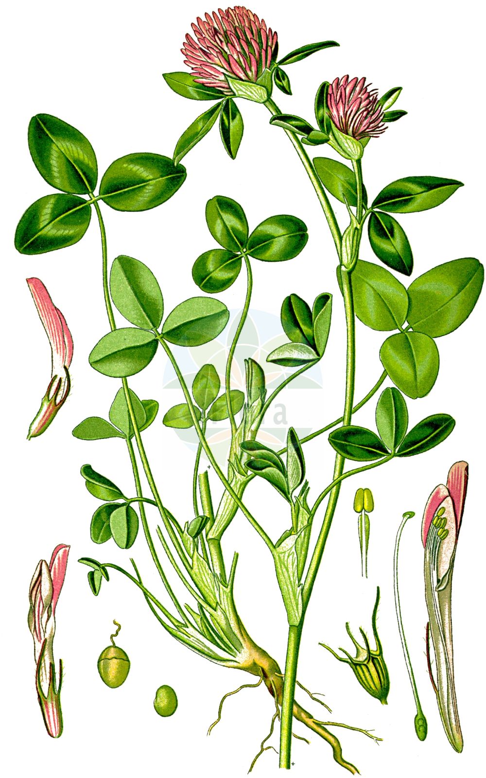 Historische Abbildung von Trifolium pratense (Rot-Klee - Red Clover). Das Bild zeigt Blatt, Bluete, Frucht und Same. ---- Historical Drawing of Trifolium pratense (Rot-Klee - Red Clover). The image is showing leaf, flower, fruit and seed.(Trifolium pratense,Rot-Klee,Red Clover,Trifolium borysthenicum,Trifolium bracteatum,Trifolium lenkoranicum,Trifolium pratense,Trifolium ukrainicum,Rot-Klee,Alpen-Rot-Klee,Strand-Rot-Klee,Red Clover,Purple Clover,Trifolium,Klee,Clover,Fabaceae,Schmetterlingsblütler,Pea family,Blatt,Bluete,Frucht,Same,leaf,flower,fruit,seed,Thomé (1885))