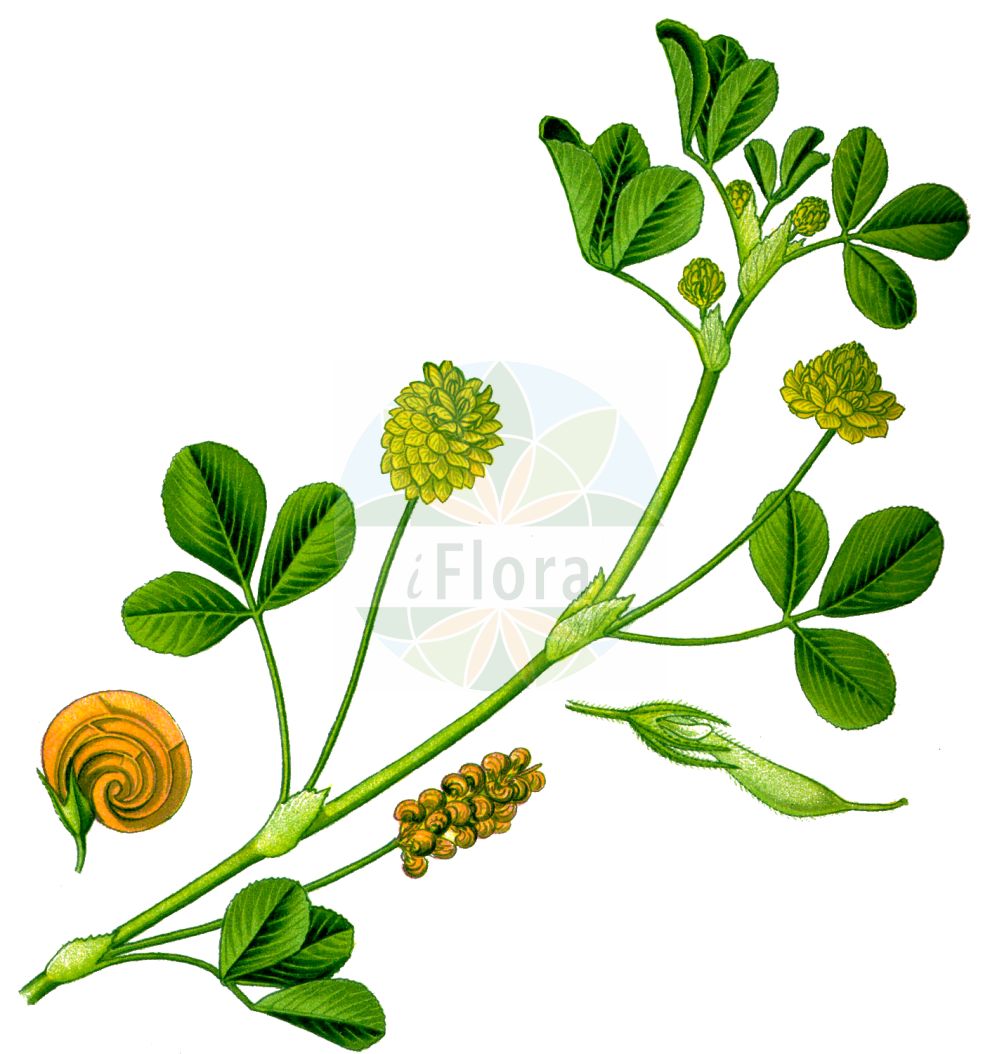 Historische Abbildung von Medicago lupulina (Hopfenklee - Black Medick). Das Bild zeigt Blatt, Bluete, Frucht und Same. ---- Historical Drawing of Medicago lupulina (Hopfenklee - Black Medick). The image is showing leaf, flower, fruit and seed.(Medicago lupulina,Hopfenklee,Black Medick,Medicago appenina,Medicago cupaniana,Medicago lupulina,Medicago wildenowii,Hopfenklee,Hopfen-Schneckenklee,Black Medick,Hop Clover,Yellow Trefoil,Medicago,Schneckenklee,Alfalfa,Fabaceae,Schmetterlingsblütler,Pea family,Blatt,Bluete,Frucht,Same,leaf,flower,fruit,seed,Thomé (1885))
