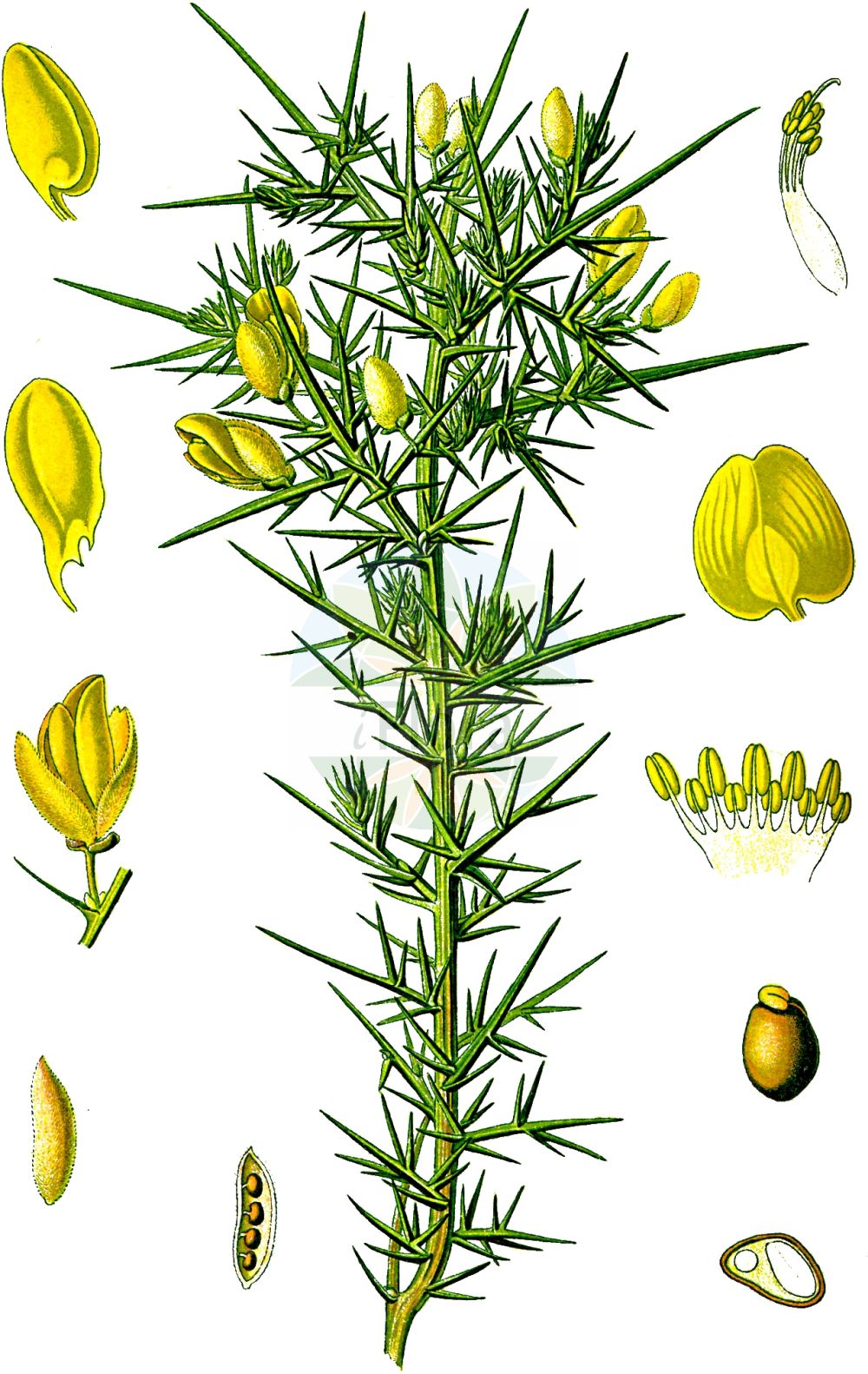 Historische Abbildung von Ulex europaeus (Europäischer Stechginster - Gorse). Das Bild zeigt Blatt, Bluete, Frucht und Same. ---- Historical Drawing of Ulex europaeus (Europäischer Stechginster - Gorse). The image is showing leaf, flower, fruit and seed.(Ulex europaeus,Europäischer Stechginster,Gorse,Ulex armoricanus,Ulex compositus,Ulex europaeus,Ulex floridus,Ulex hibernicus,Ulex major,Ulex strictus,Ulex vernalis,Europaeischer Stechginster,Gaspeldorn,Gewoehnlicher Stechginster,Heckensame,Stechginster,Gorse,Common Furze,Common Gorse,Corse,Furze,Whin,Ulex,Stechginster,Gorse,Fabaceae,Schmetterlingsblütler,Pea family,Blatt,Bluete,Frucht,Same,leaf,flower,fruit,seed,Thomé (1885))