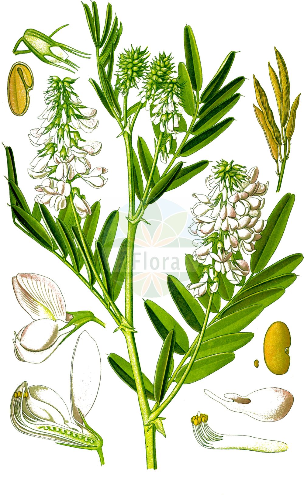 Historische Abbildung von Galega officinalis (Echte Geißraute - Goat's-rue). Das Bild zeigt Blatt, Bluete, Frucht und Same. ---- Historical Drawing of Galega officinalis (Echte Geißraute - Goat's-rue). The image is showing leaf, flower, fruit and seed.(Galega officinalis,Echte Geißraute,Goat's-rue,Galega bicolor,Galega officinalis,Galega patula,Galega persica,Galega vulgaris,Echte Geissraute,Geissraute,Gewoehnliche Geissraute,Goat's-rue,Common Goat's Rue,Professor-weed,French Lilac,Galega,Geißraute,Professor-weed,Fabaceae,Schmetterlingsblütler,Pea family,Blatt,Bluete,Frucht,Same,leaf,flower,fruit,seed,Thomé (1885))