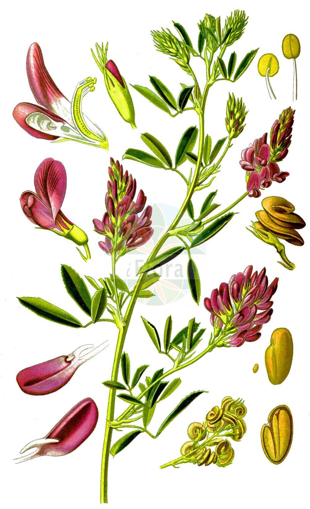 Historische Abbildung von Medicago sativa (Saat-Luzerne - Lucerne). Das Bild zeigt Blatt, Bluete, Frucht und Same. ---- Historical Drawing of Medicago sativa (Saat-Luzerne - Lucerne). The image is showing leaf, flower, fruit and seed.(Medicago sativa,Saat-Luzerne,Lucerne,Medicago afganica,Medicago grandiflora,Medicago ladak,Medicago mesopotamica,Medicago orientalis,Medicago polia,Medicago praesativa,Medicago sativa,Medicago sogdiana,Trigonella upendrae,Saat-Luzerne,Echte Luzerne,Lucerne,Alfalfa,Purple Medick,Medicago,Schneckenklee,Alfalfa,Fabaceae,Schmetterlingsblütler,Pea family,Blatt,Bluete,Frucht,Same,leaf,flower,fruit,seed,Thomé (1885))