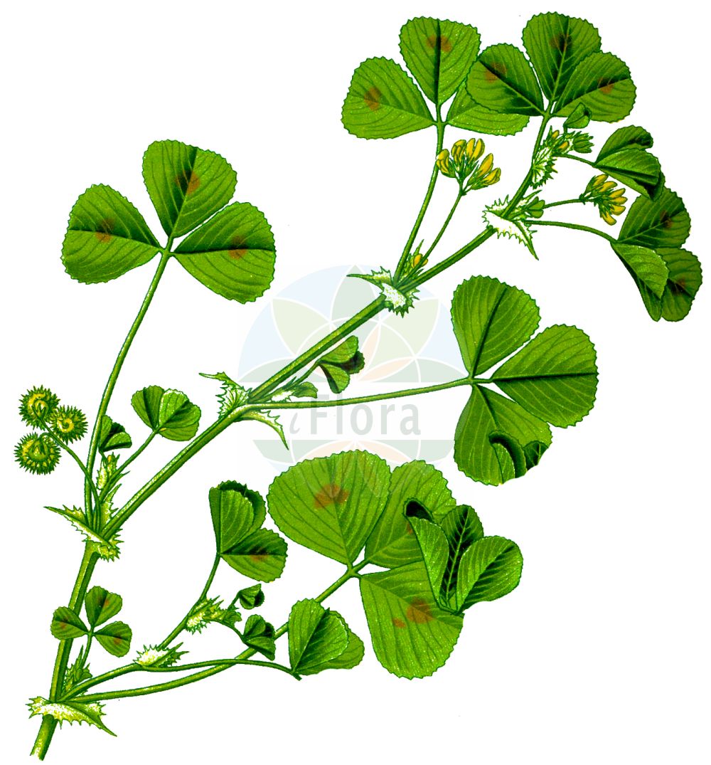 Historische Abbildung von Medicago arabica (Arabischer Schneckenklee - Spotted Medick). Das Bild zeigt Blatt, Bluete, Frucht und Same. ---- Historical Drawing of Medicago arabica (Arabischer Schneckenklee - Spotted Medick). The image is showing leaf, flower, fruit and seed.(Medicago arabica,Arabischer Schneckenklee,Spotted Medick,Medicago arabica,Medicago cordata,Medicago maculata,Medicago polymorpha var. arabica,Arabischer Schneckenklee,Gefleckte Wollklette,Spotted Medick,Calvary Clover,Spotted Bur Clover,Medicago,Schneckenklee,Alfalfa,Fabaceae,Schmetterlingsblütler,Pea family,Blatt,Bluete,Frucht,Same,leaf,flower,fruit,seed,Thomé (1885))