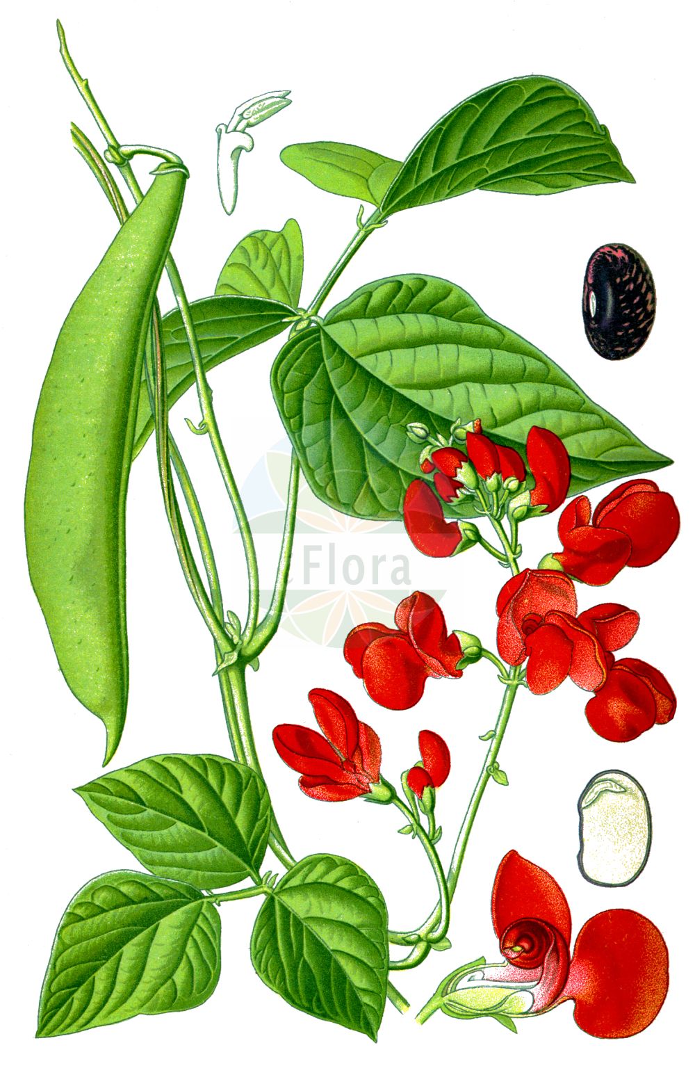 Historische Abbildung von Phaseolus coccineus. Das Bild zeigt Blatt, Bluete, Frucht und Same. ---- Historical Drawing of Phaseolus coccineus. The image is showing leaf, flower, fruit and seed.(Phaseolus coccineus,Lipusa multiflora,Phaseolus coccineus,Phaseolus griseus,Phaseolus leiosepalus,Phaseolus multiflorus,Phaseolus striatus,Phaseolus strigillosus,Phaseolus superbus,Phaseolus vulgaris var. coccineus,Phaseolus,Phaseolus-Bohne,Bean,Fabaceae,Schmetterlingsblütler,Pea family,Blatt,Bluete,Frucht,Same,leaf,flower,fruit,seed,Thomé (1885))