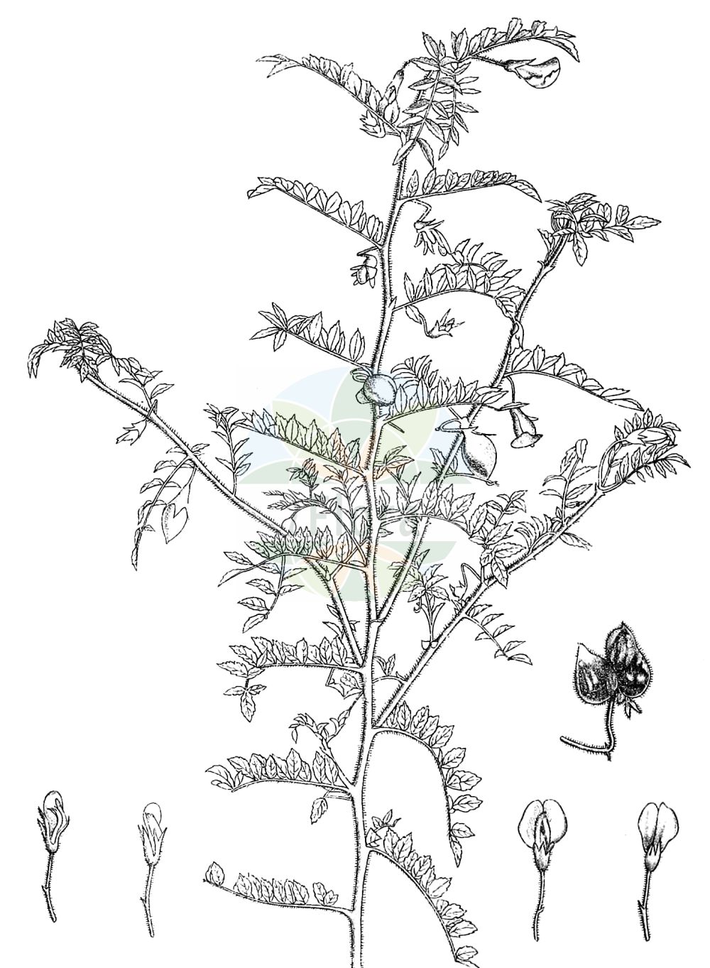 Historische Abbildung von Cicer arietinum (Chick Pea). Das Bild zeigt Blatt, Bluete, Frucht und Same. ---- Historical Drawing of Cicer arietinum (Chick Pea). The image is showing leaf, flower, fruit and seed.(Cicer arietinum,Chick Pea,Cicer album,Cicer arietinum,Cicer edessanum,Cicer grossum,Cicer nigrum,Cicer physodes,Cicer rotundum,Cicer sativum,Cicer sintenisii,Ononis crotalarioides,Cicer,Fabaceae,Schmetterlingsblütler,Pea family,Blatt,Bluete,Frucht,Same,leaf,flower,fruit,seed,Kirtikar & Basu (1918))