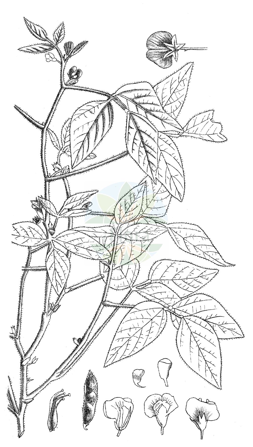 Historische Abbildung von Glycine max. Das Bild zeigt Blatt, Bluete, Frucht und Same. ---- Historical Drawing of Glycine max. The image is showing leaf, flower, fruit and seed.(Glycine max,Dolichos soja,Glycine angustifolia,Glycine gracilis,Glycine hispida,Glycine max,Phalseolus max,Phaseolus max,Soja angustifolia,Soja hispida,Soja japonica,Soja max,Soja soja,Soja viridis,Glycine,Fabaceae,Schmetterlingsblütler,Pea family,Blatt,Bluete,Frucht,Same,leaf,flower,fruit,seed,Kirtikar & Basu (1918))
