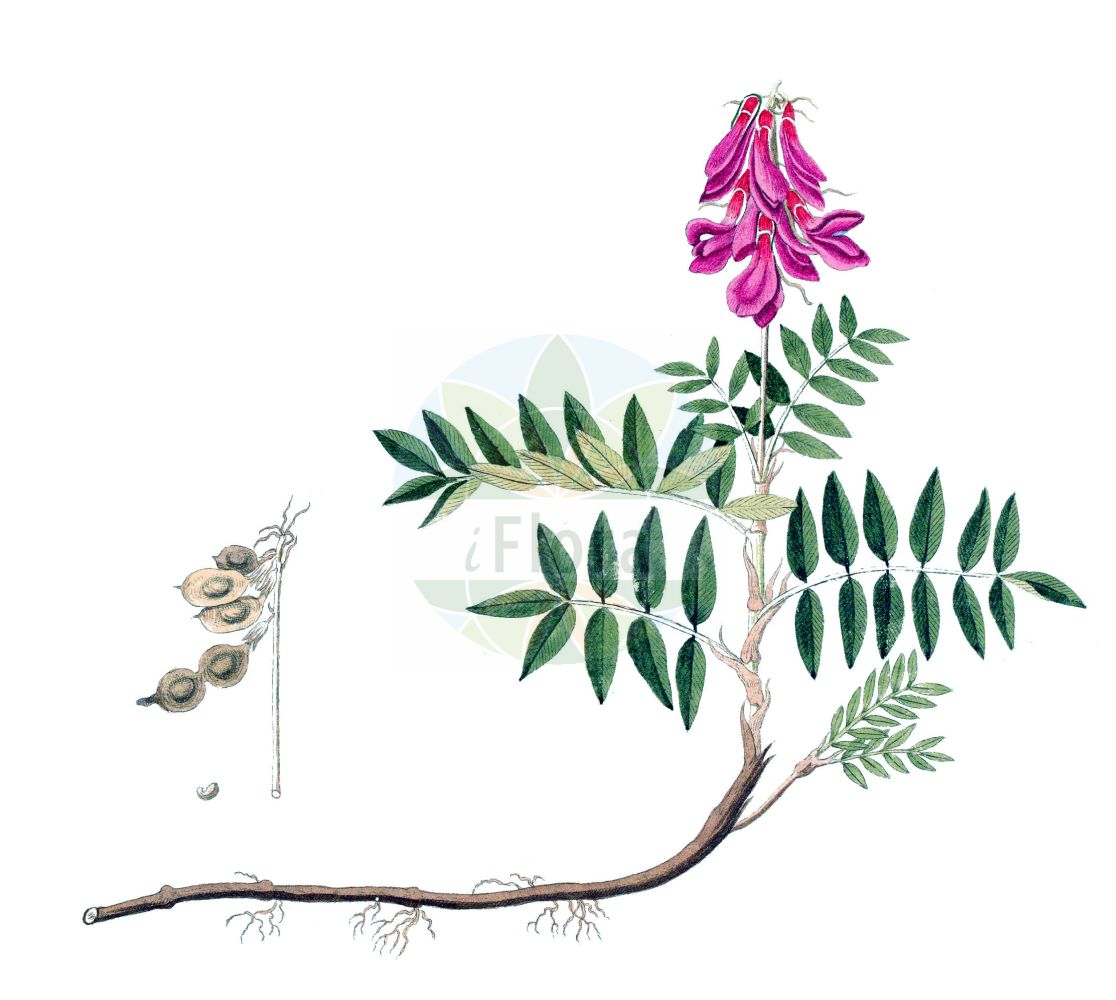 Historische Abbildung von Hedysarum hedysaroides (Alpen-Süßklee - Alpine Sweetvetch). Das Bild zeigt Blatt, Bluete, Frucht und Same. ---- Historical Drawing of Hedysarum hedysaroides (Alpen-Süßklee - Alpine Sweetvetch). The image is showing leaf, flower, fruit and seed.(Hedysarum hedysaroides,Alpen-Süßklee,Alpine Sweetvetch,Hedysarum hedysaroides,Hedysarum sibiricum,Alpen-Suessklee,Alpine Sweetvetch,Alpine Sainfoin,French Honeysuckle,Hedysarum,Süßklee,Sweetvetch,Fabaceae,Schmetterlingsblütler,Pea family,Blatt,Bluete,Frucht,Same,leaf,flower,fruit,seed)