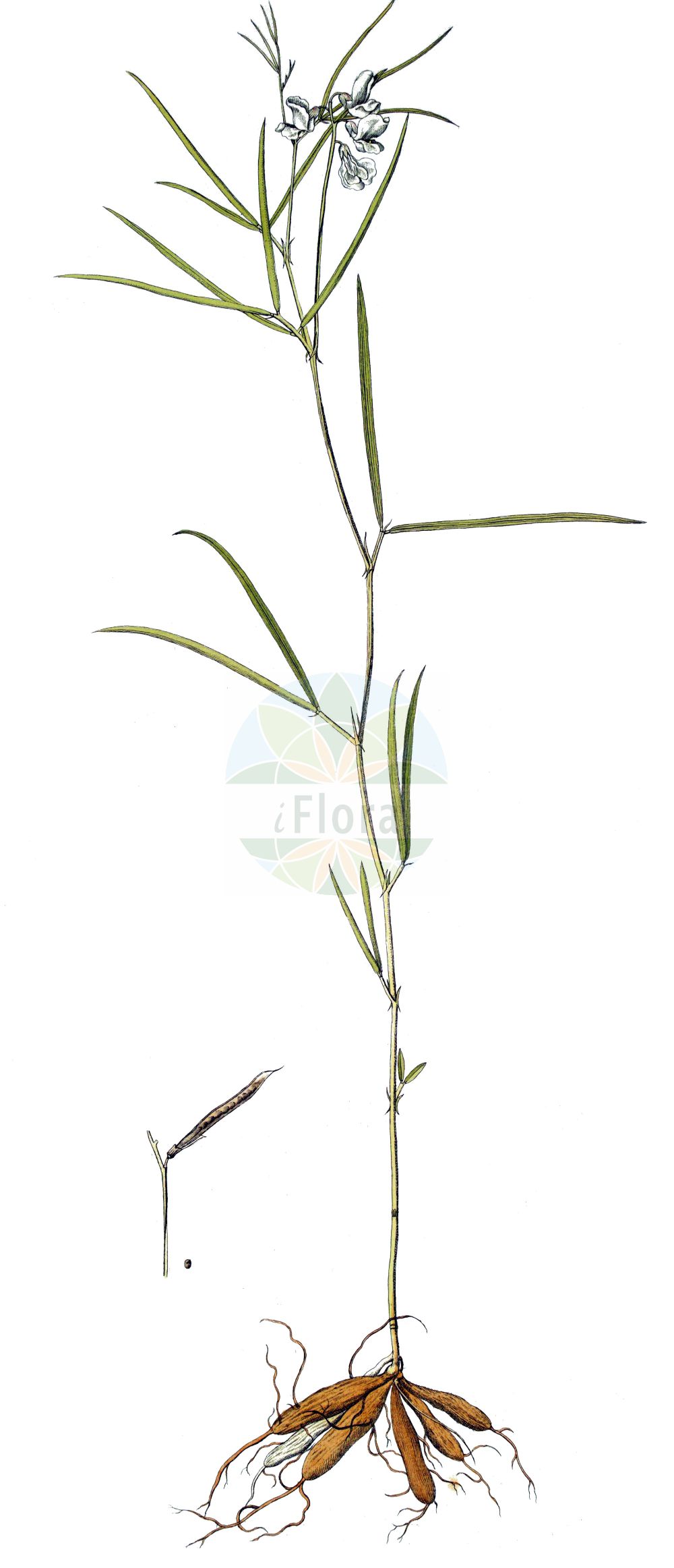 Historische Abbildung von Lathyrus pannonicus subsp. collinus (Langknollige Pannonische Platterbse). Das Bild zeigt Blatt, Bluete, Frucht und Same. ---- Historical Drawing of Lathyrus pannonicus subsp. collinus (Langknollige Pannonische Platterbse). The image is showing leaf, flower, fruit and seed.(Lathyrus pannonicus subsp. collinus,Langknollige Pannonische Platterbse,Orobus lacteus,Langknollige Pannonische Platterbse,Lathyrus,Platterbse,Pea,Fabaceae,Schmetterlingsblütler,Pea family,Blatt,Bluete,Frucht,Same,leaf,flower,fruit,seed)