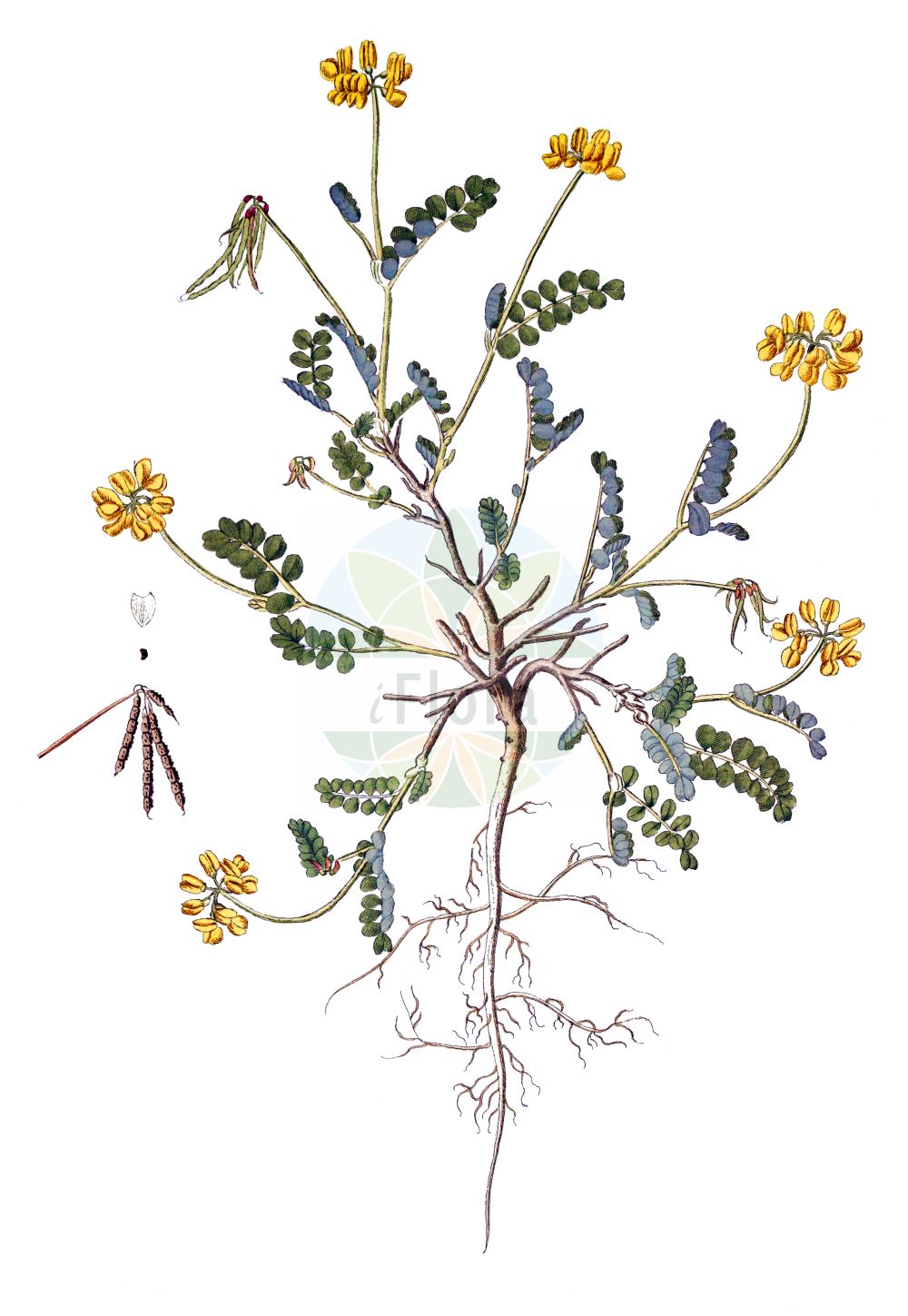 Historische Abbildung von Coronilla minima. Das Bild zeigt Blatt, Bluete, Frucht und Same. ---- Historical Drawing of Coronilla minima. The image is showing leaf, flower, fruit and seed.(Coronilla minima,Coronilla minima,Coronilla,Kronwicke,Crown Vetch,Fabaceae,Schmetterlingsblütler,Pea family,Blatt,Bluete,Frucht,Same,leaf,flower,fruit,seed)