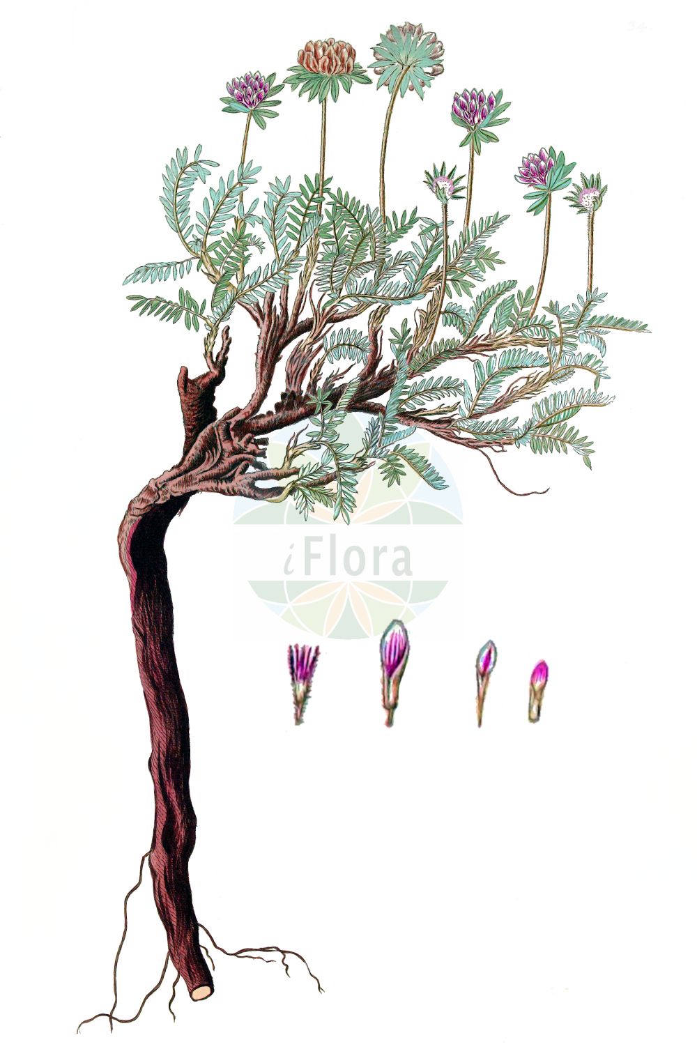 Historische Abbildung von Anthyllis montana. Das Bild zeigt Blatt, Bluete, Frucht und Same. ---- Historical Drawing of Anthyllis montana. The image is showing leaf, flower, fruit and seed.(Anthyllis montana,Anthyllis montana,Anthyllis,Wundklee,Kidneyvetch,Fabaceae,Schmetterlingsblütler,Pea family,Blatt,Bluete,Frucht,Same,leaf,flower,fruit,seed)