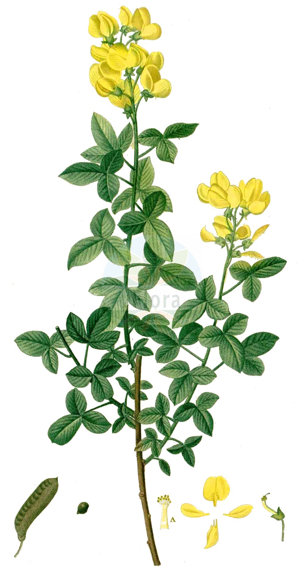 Historische Abbildung von Cytisus ratisbonensis (Regensburger Geißklee - Eastern Dwarf Broom). Das Bild zeigt Blatt, Bluete, Frucht und Same. ---- Historical Drawing of Cytisus ratisbonensis (Regensburger Geißklee - Eastern Dwarf Broom). The image is showing leaf, flower, fruit and seed.(Cytisus ratisbonensis,Regensburger Geißklee,Eastern Dwarf Broom,Chamaecytisus ratisbonensis,Cytisus biflorus,Cytisus lithuanicus,Cytisus pubescens,Cytisus ratisbonensis,Regensburger Geissklee,Eastern Dwarf Broom,Cytisus,Geißklee,Broom,Fabaceae,Schmetterlingsblütler,Pea family,Blatt,Bluete,Frucht,Same,leaf,flower,fruit,seed,Duhamel du Monceau (1755-1768))