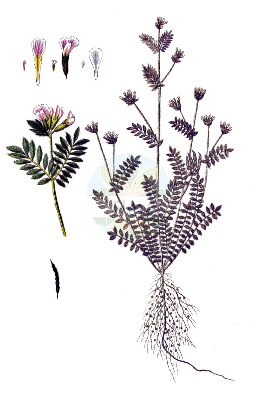 Historische Abbildung von Ornithopus perpusillus (Kleiner Vogelfuß - Bird's-foot). Das Bild zeigt Blatt, Bluete, Frucht und Same. ---- Historical Drawing of Ornithopus perpusillus (Kleiner Vogelfuß - Bird's-foot). The image is showing leaf, flower, fruit and seed.(Ornithopus perpusillus,Kleiner Vogelfuß,Bird's-foot,Ornithopus perpusillus,Ornithopus pusillus,Kleiner Vogelfuss,Maeusewicke,Bird's-foot,Little White Bird's-foot,Common Birdsfoot,Wild Serradella,Ornithopus,Vogelfuß,Bird's-foot,Fabaceae,Schmetterlingsblütler,Pea family,Blatt,Bluete,Frucht,Same,leaf,flower,fruit,seed,Oeder (1761-1883))