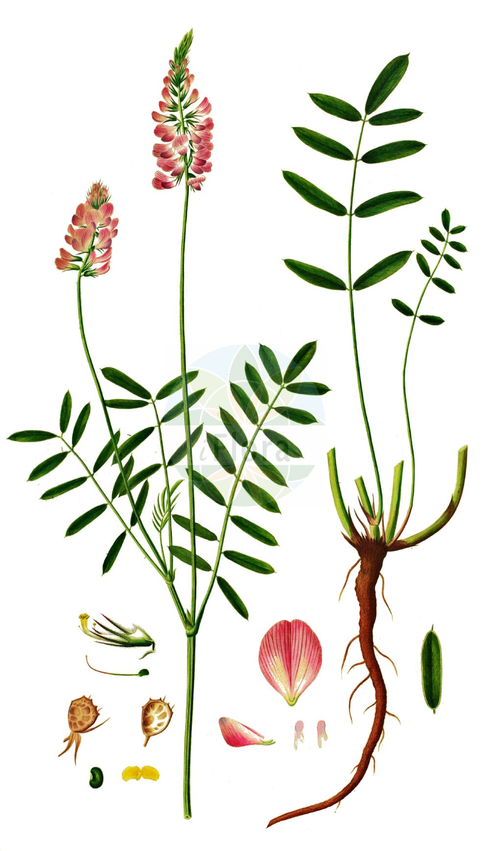 Historische Abbildung von Onobrychis viciifolia (Saat-Esparsette - Sainfoin). Das Bild zeigt Blatt, Bluete, Frucht und Same. ---- Historical Drawing of Onobrychis viciifolia (Saat-Esparsette - Sainfoin). The image is showing leaf, flower, fruit and seed.(Onobrychis viciifolia,Saat-Esparsette,Sainfoin,Hedysarum onobrychis,Onobrychis sativa,Onobrychis viciifolia,Onobrychis vulgaris,Saat-Esparsette,Gewoehnliche Esparsette,Sainfoin,Esparcet,Onobrychis,Esparsette,Sainfoin,Fabaceae,Schmetterlingsblütler,Pea family,Blatt,Bluete,Frucht,Same,leaf,flower,fruit,seed,Oeder (1761-1883))