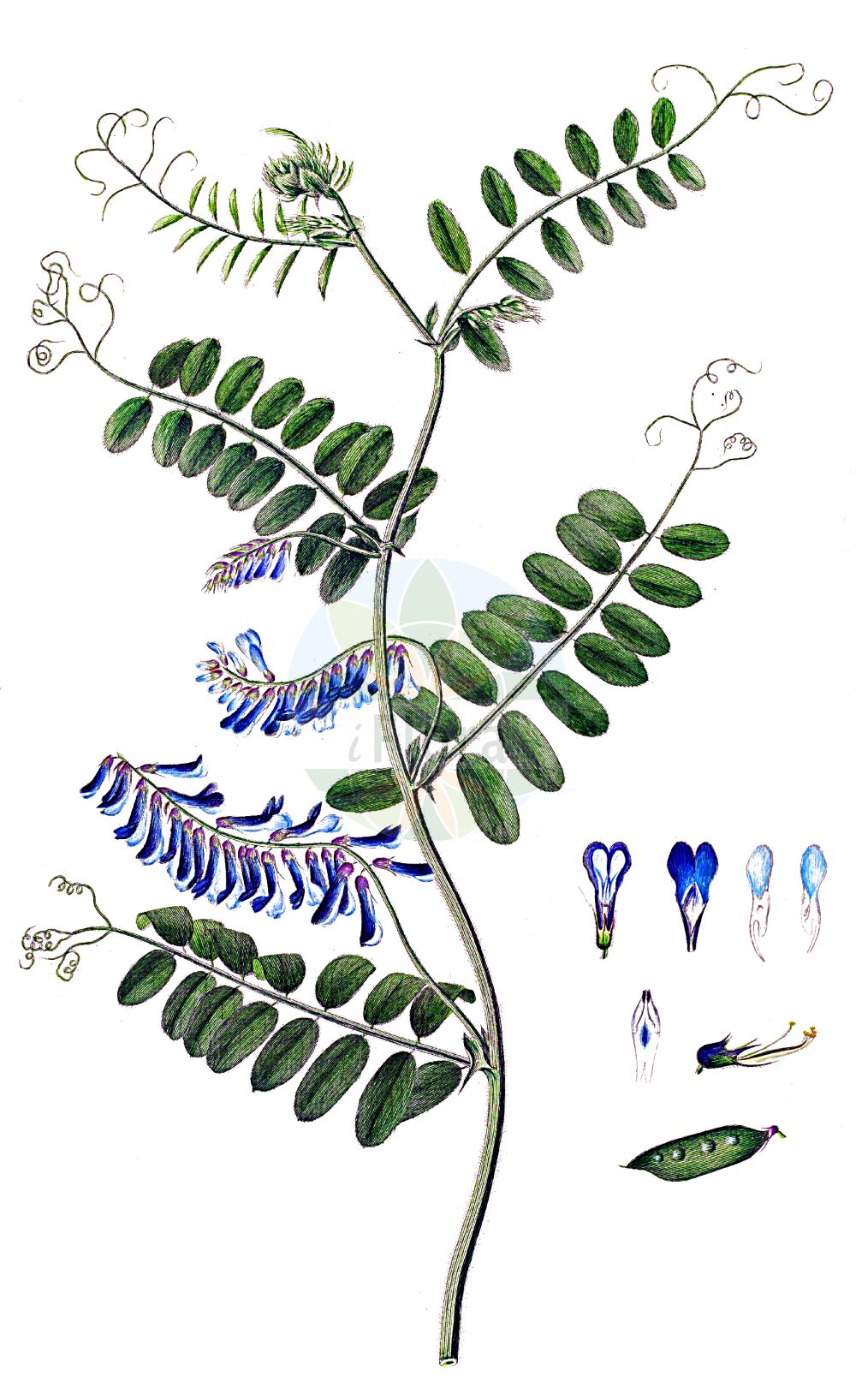 Historische Abbildung von Vicia villosa agg. (Bunte Wicke - Fodder Vetch). Das Bild zeigt Blatt, Bluete, Frucht und Same. ---- Historical Drawing of Vicia villosa agg. (Bunte Wicke - Fodder Vetch). The image is showing leaf, flower, fruit and seed.(Vicia villosa agg.,Bunte Wicke,Fodder Vetch,Bunte Wicke,Zottel-Wicke,Zottige Sand-Wicke,Fodder Vetch,Downy Vetch,Hairy Vetch,Russian Vetch,Sand Vetch,Winter Vetch,Vicia,Wicke,Vetch,Fabaceae,Schmetterlingsblütler,Pea family,Blatt,Bluete,Frucht,Same,leaf,flower,fruit,seed,Oeder (1761-1883))