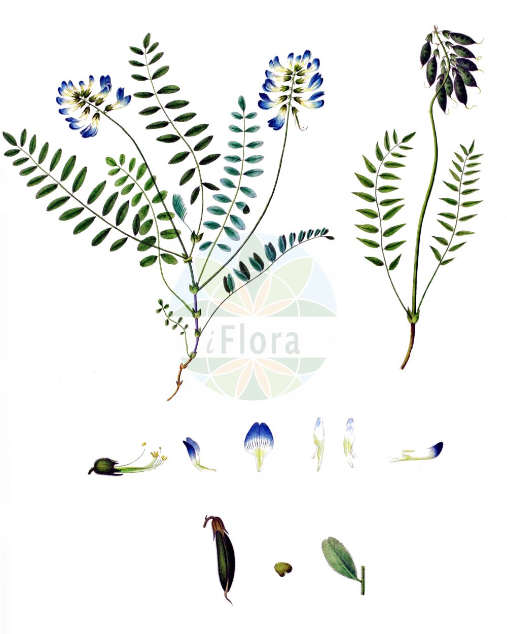 Historische Abbildung von Oxytropis lapponica. Das Bild zeigt Blatt, Bluete, Frucht und Same. ---- Historical Drawing of Oxytropis lapponica. The image is showing leaf, flower, fruit and seed.(Oxytropis lapponica,Oxytropis amoena,Oxytropis lapponica,Phaca montana,Oxytropis,Fahnenwicke,Vetch,Fabaceae,Schmetterlingsblütler,Pea family,Blatt,Bluete,Frucht,Same,leaf,flower,fruit,seed,Oeder (1761-1883))