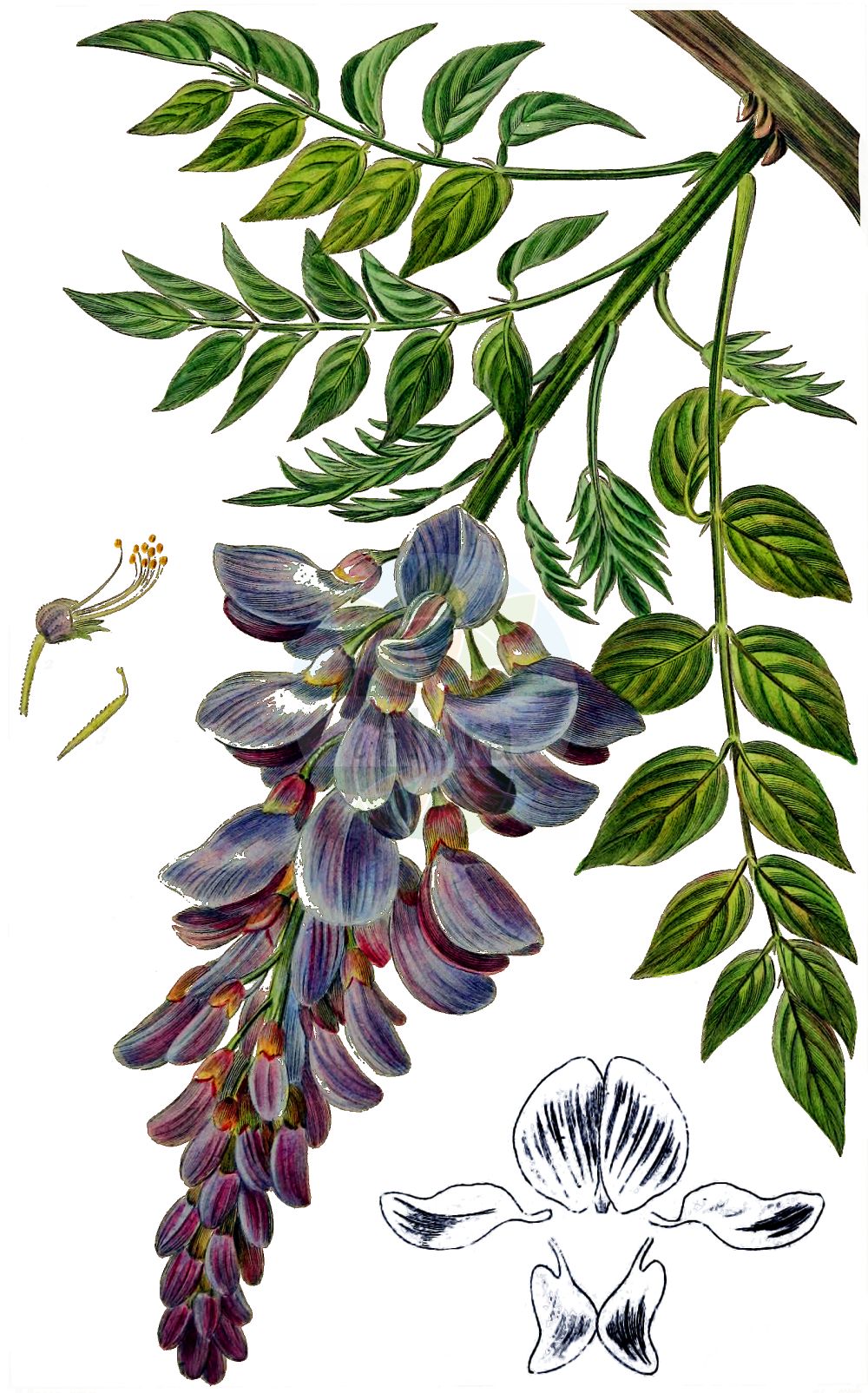 Historische Abbildung von Wisteria sinensis. Das Bild zeigt Blatt, Bluete, Frucht und Same. ---- Historical Drawing of Wisteria sinensis. The image is showing leaf, flower, fruit and seed.(Wisteria sinensis,Glycine sinensis,Millettia chinensis,Rehsonia sinensis,Wisteria chinensis,Wisteria praecox,Wisteria sinensis,Wisteria,Fabaceae,Schmetterlingsblütler,Pea family,Blatt,Bluete,Frucht,Same,leaf,flower,fruit,seed)