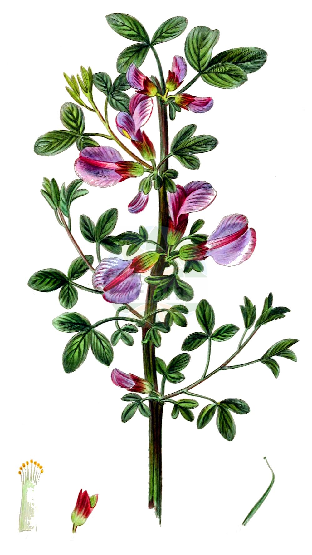 Historische Abbildung von Cytisus purpureus. Das Bild zeigt Blatt, Bluete, Frucht und Same. ---- Historical Drawing of Cytisus purpureus. The image is showing leaf, flower, fruit and seed.(Cytisus purpureus,Chamaecytisus purpureus,Cytisus purpureus,Cytisus,Geißklee,Broom,Fabaceae,Schmetterlingsblütler,Pea family,Blatt,Bluete,Frucht,Same,leaf,flower,fruit,seed)