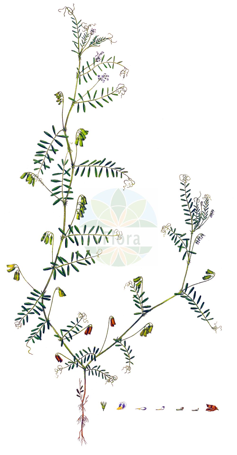 Historische Abbildung von Vicia hirsuta (Behaarte Wicke - Hairy Tare). Das Bild zeigt Blatt, Bluete, Frucht und Same. ---- Historical Drawing of Vicia hirsuta (Behaarte Wicke - Hairy Tare). The image is showing leaf, flower, fruit and seed.(Vicia hirsuta,Behaarte Wicke,Hairy Tare,Cracca hirsuta,Cracca minor,Endiusa hirsuta,Ervilia hirsuta,Ervilia vulgaris,Ervum filiforme,Ervum hirsutum,Vicia coreana,Vicia hirsuta,Vicia mitchellii,Vicia parviflora,Vicia taquetii,Vicioides hirsuta,Behaarte Wicke,Zitter-Wicke,Hairy Tare,Common Hairy Tare,Hairy Vetch,Tiny Vetch,Tyne Grass,Vicia,Wicke,Vetch,Fabaceae,Schmetterlingsblütler,Pea family,Blatt,Bluete,Frucht,Same,leaf,flower,fruit,seed,Curtis (1777-1798))