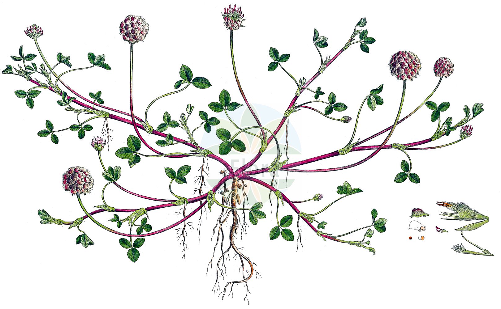 Historische Abbildung von Trifolium fragiferum (Erdbeer-Klee - Strawberry Clover). Das Bild zeigt Blatt, Bluete, Frucht und Same. ---- Historical Drawing of Trifolium fragiferum (Erdbeer-Klee - Strawberry Clover). The image is showing leaf, flower, fruit and seed.(Trifolium fragiferum,Erdbeer-Klee,Strawberry Clover,Amoria fragifera,Galearia fragifera,Trifolium fragiferum,Erdbeer-Klee,Strawberry Clover,Trifolium,Klee,Clover,Fabaceae,Schmetterlingsblütler,Pea family,Blatt,Bluete,Frucht,Same,leaf,flower,fruit,seed,Curtis (1777-1798))