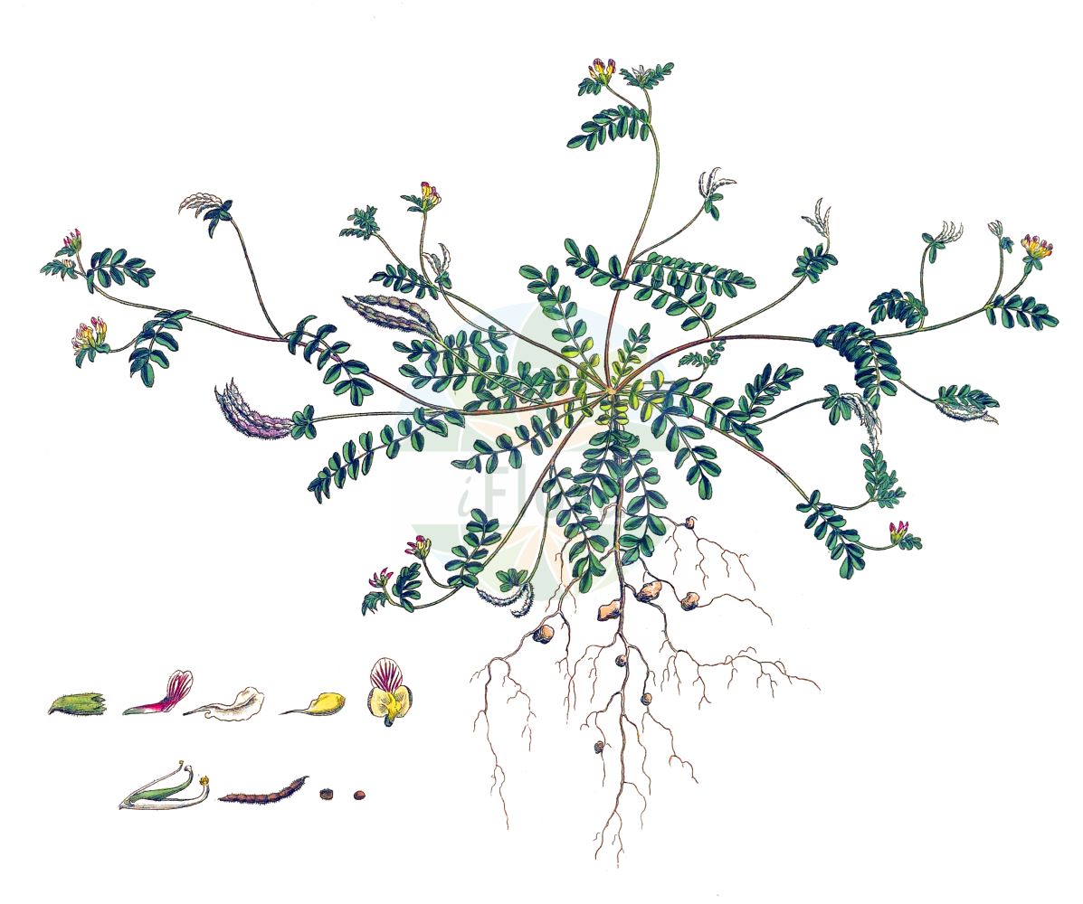 Historische Abbildung von Ornithopus perpusillus (Kleiner Vogelfuß - Bird's-foot). Das Bild zeigt Blatt, Bluete, Frucht und Same. ---- Historical Drawing of Ornithopus perpusillus (Kleiner Vogelfuß - Bird's-foot). The image is showing leaf, flower, fruit and seed.(Ornithopus perpusillus,Kleiner Vogelfuß,Bird's-foot,Ornithopus perpusillus,Ornithopus pusillus,Kleiner Vogelfuss,Maeusewicke,Bird's-foot,Little White Bird's-foot,Common Birdsfoot,Wild Serradella,Ornithopus,Vogelfuß,Bird's-foot,Fabaceae,Schmetterlingsblütler,Pea family,Blatt,Bluete,Frucht,Same,leaf,flower,fruit,seed,Curtis (1777-1798))