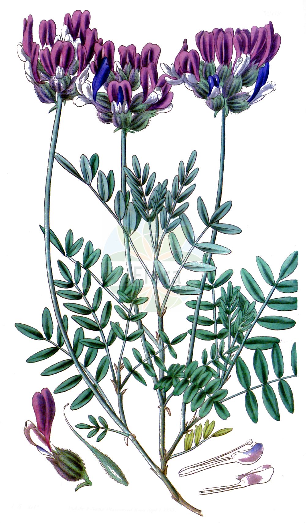 Historische Abbildung von Astragalus vesicarius. Das Bild zeigt Blatt, Bluete, Frucht und Same. ---- Historical Drawing of Astragalus vesicarius. The image is showing leaf, flower, fruit and seed.(Astragalus vesicarius,Astragalus vesicarius,Astragalus,Tragant,Milkvetch,Fabaceae,Schmetterlingsblütler,Pea family,Blatt,Bluete,Frucht,Same,leaf,flower,fruit,seed)
