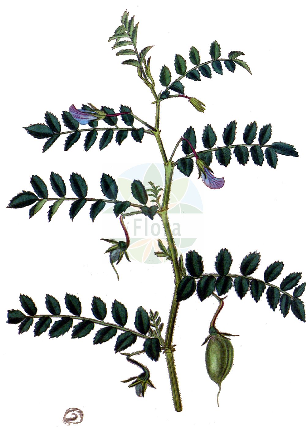Historische Abbildung von Cicer arietinum (Chick Pea). Das Bild zeigt Blatt, Bluete, Frucht und Same. ---- Historical Drawing of Cicer arietinum (Chick Pea). The image is showing leaf, flower, fruit and seed.(Cicer arietinum,Chick Pea,Cicer album,Cicer arietinum,Cicer edessanum,Cicer grossum,Cicer nigrum,Cicer physodes,Cicer rotundum,Cicer sativum,Cicer sintenisii,Ononis crotalarioides,Cicer,Fabaceae,Schmetterlingsblütler,Pea family,Blatt,Bluete,Frucht,Same,leaf,flower,fruit,seed,Curtis Botanical Magazine (1787f))