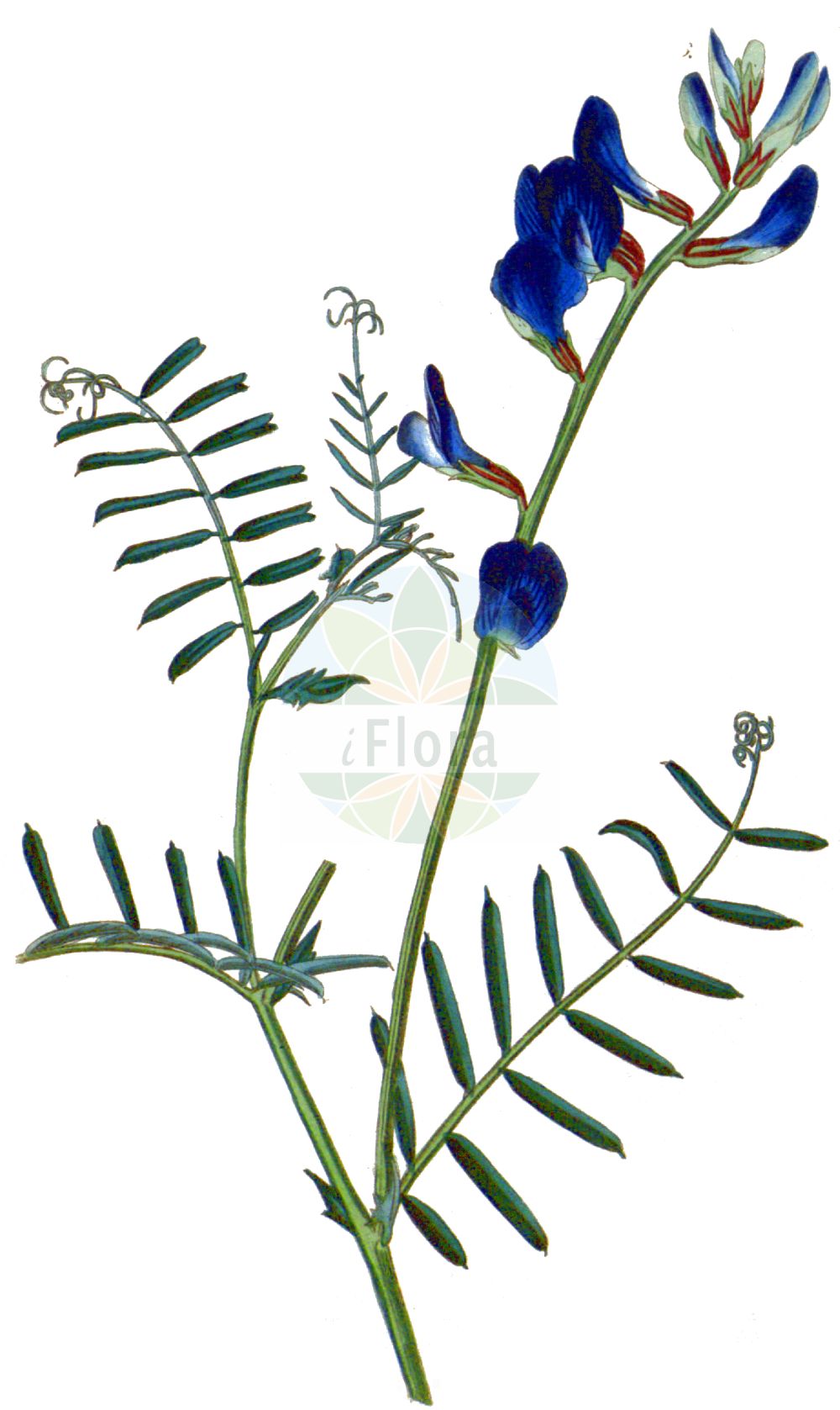 Historische Abbildung von Vicia onobrychioides. Das Bild zeigt Blatt, Bluete, Frucht und Same. ---- Historical Drawing of Vicia onobrychioides. The image is showing leaf, flower, fruit and seed.(Vicia onobrychioides,Vicia onobrychioides,Vicia,Wicke,Vetch,Fabaceae,Schmetterlingsblütler,Pea family,Blatt,Bluete,Frucht,Same,leaf,flower,fruit,seed,Curtis Botanical Magazine (1787f))