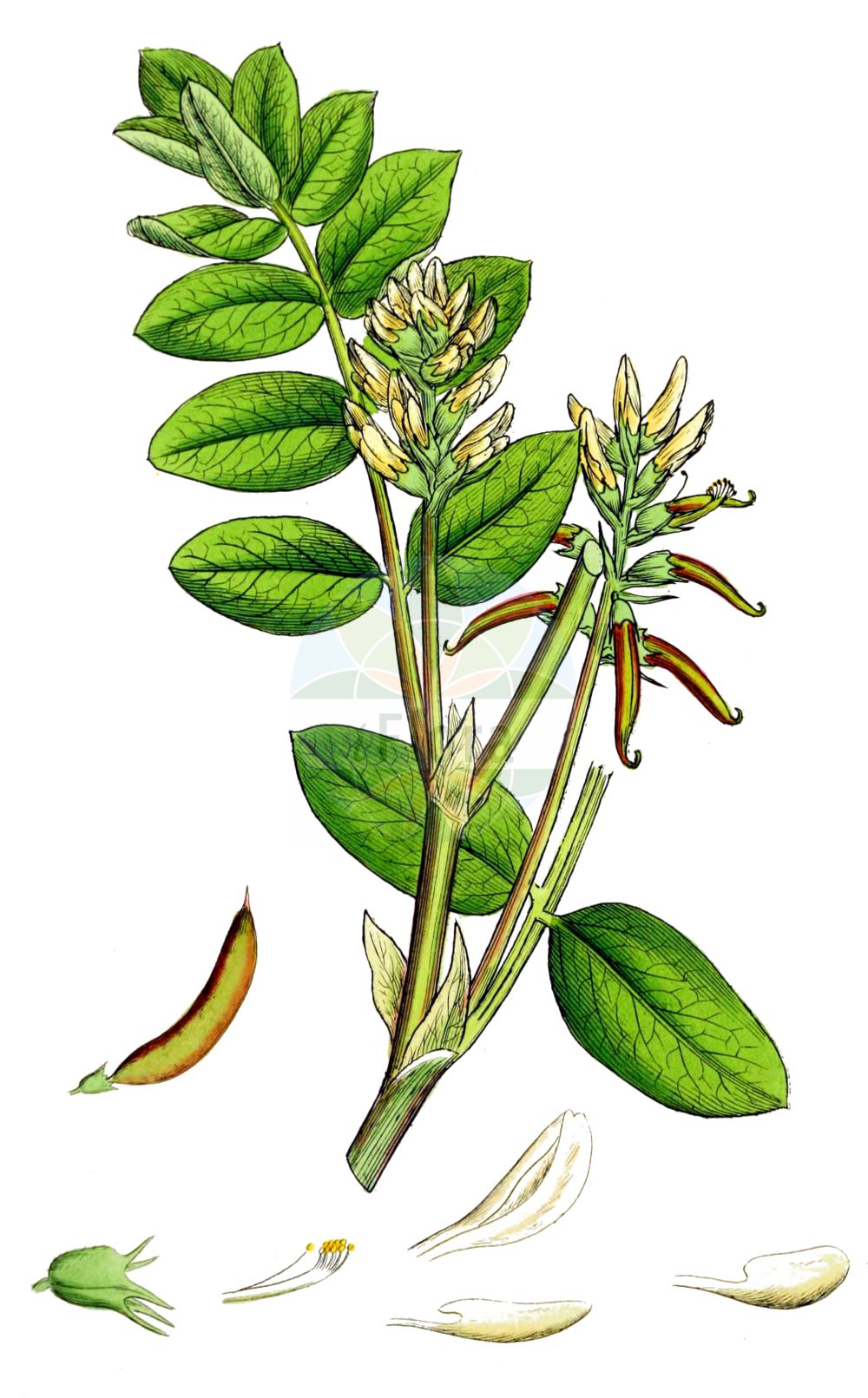 Historische Abbildung von Astragalus glycyphyllos (Bärenschote - Wild Liquorice). Das Bild zeigt Blatt, Bluete, Frucht und Same. ---- Historical Drawing of Astragalus glycyphyllos (Bärenschote - Wild Liquorice). The image is showing leaf, flower, fruit and seed.(Astragalus glycyphyllos,Bärenschote,Wild Liquorice,Astragalus glycyphyllos,Hamosa glycyphyllos,Hedyphylla glycyphylla,Hedyphylla vulgaris,Baerenschote,Wild Liquorice,Fitsroot,Licorice Milkvetch,Milk Vetch,Sweet Milk Vetch,Wild Licorice,Astragalus,Tragant,Milkvetch,Fabaceae,Schmetterlingsblütler,Pea family,Blatt,Bluete,Frucht,Same,leaf,flower,fruit,seed,Sowerby (1790-1813))