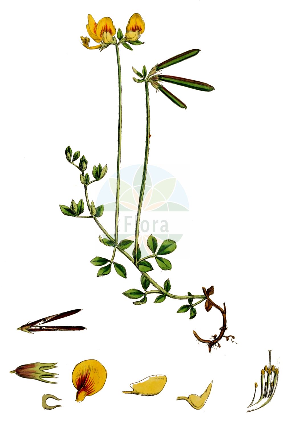 Historische Abbildung von Lotus corniculatus (Gewöhnlicher Hornklee - Common Bird's-foot-Trefoil). Das Bild zeigt Blatt, Bluete, Frucht und Same. ---- Historical Drawing of Lotus corniculatus (Gewöhnlicher Hornklee - Common Bird's-foot-Trefoil). The image is showing leaf, flower, fruit and seed.(Lotus corniculatus,Gewöhnlicher Hornklee,Common Bird's-foot-Trefoil,Lotus ambiguus,Lotus arvensis,Lotus balticus,Lotus carpetanus,Lotus caucasicus,Lotus corniculatus,Lotus komarovii,Lotus major,Lotus olgae,Lotus ruprechtii,Lotus tauricus,Lotus zhegulensis,Gewoehnlicher Hornklee,Common Bird's-foot-Trefoil,Birdsfoot Deer Vetch,Birdsfoot Trefoil,Lotus,Hornklee,Trefoil,Fabaceae,Schmetterlingsblütler,Pea family,Blatt,Bluete,Frucht,Same,leaf,flower,fruit,seed,Sowerby (1790-1813))