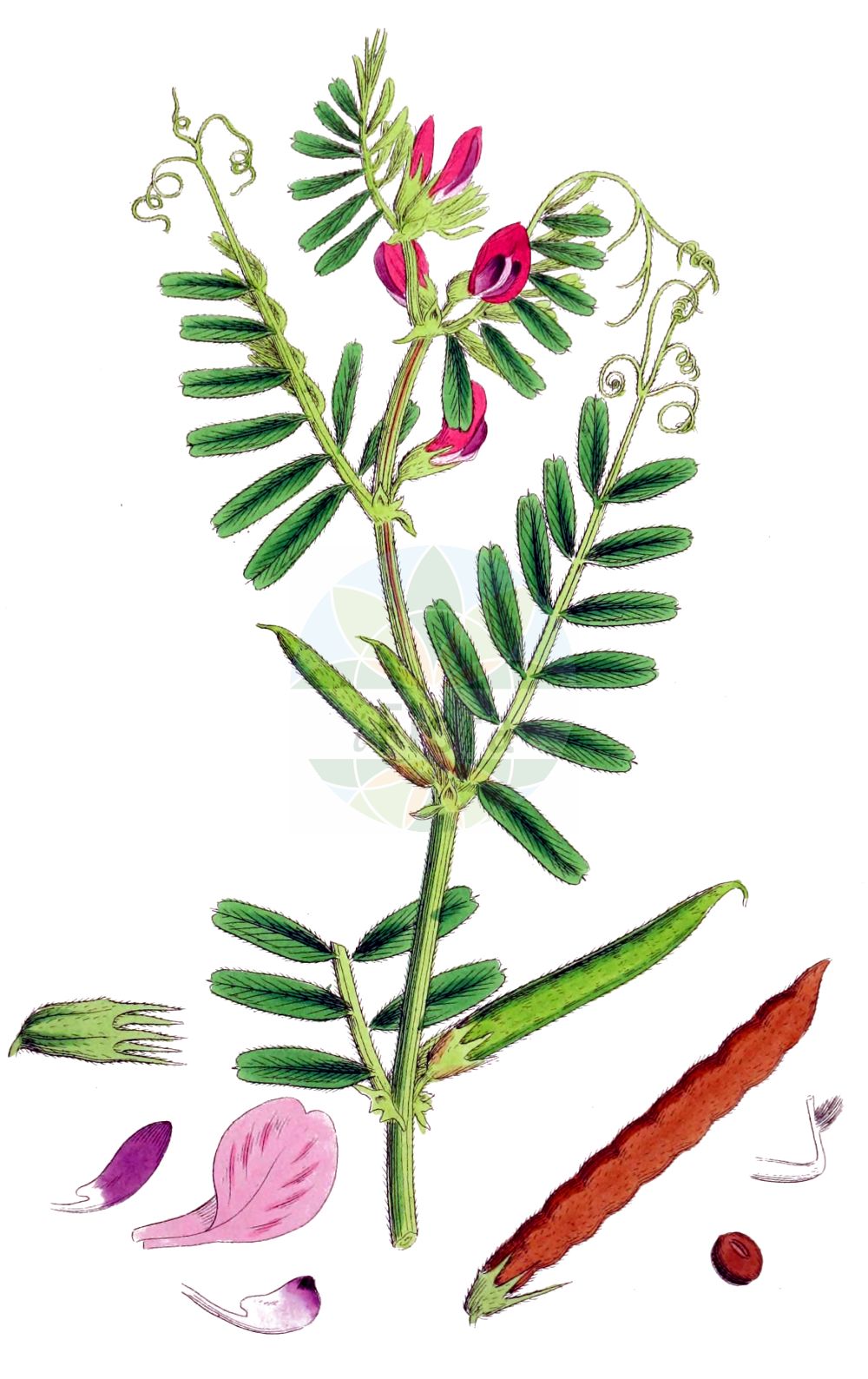 Historische Abbildung von Vicia sativa (Saatwicke - Common Vetch). Das Bild zeigt Blatt, Bluete, Frucht und Same. ---- Historical Drawing of Vicia sativa (Saatwicke - Common Vetch). The image is showing leaf, flower, fruit and seed.(Vicia sativa,Saatwicke,Common Vetch,Vicia bacla,Vicia communis,Vicia cornigera,Vicia cosentini,Vicia erythosperma,Vicia glabra,Vicia intermedia,Vicia leucosperma,Vicia melanosperma,Vicia morisiana,Vicia nemoralis,Vicia notota,Vicia pallida,Vicia pimpinelloides,Vicia sativa,Vicia terana,Saatwicke,Acker-Saat-Wicke,Acker-Schmalblatt-Wicke,Futterwicke,Futter-Wicke,Saat-Wicke,Common Vetch,Broad-leaved Purple Vetch,Garden Vetch,Summer Vetch,Vicia,Wicke,Vetch,Fabaceae,Schmetterlingsblütler,Pea family,Blatt,Bluete,Frucht,Same,leaf,flower,fruit,seed,Sowerby (1790-1813))