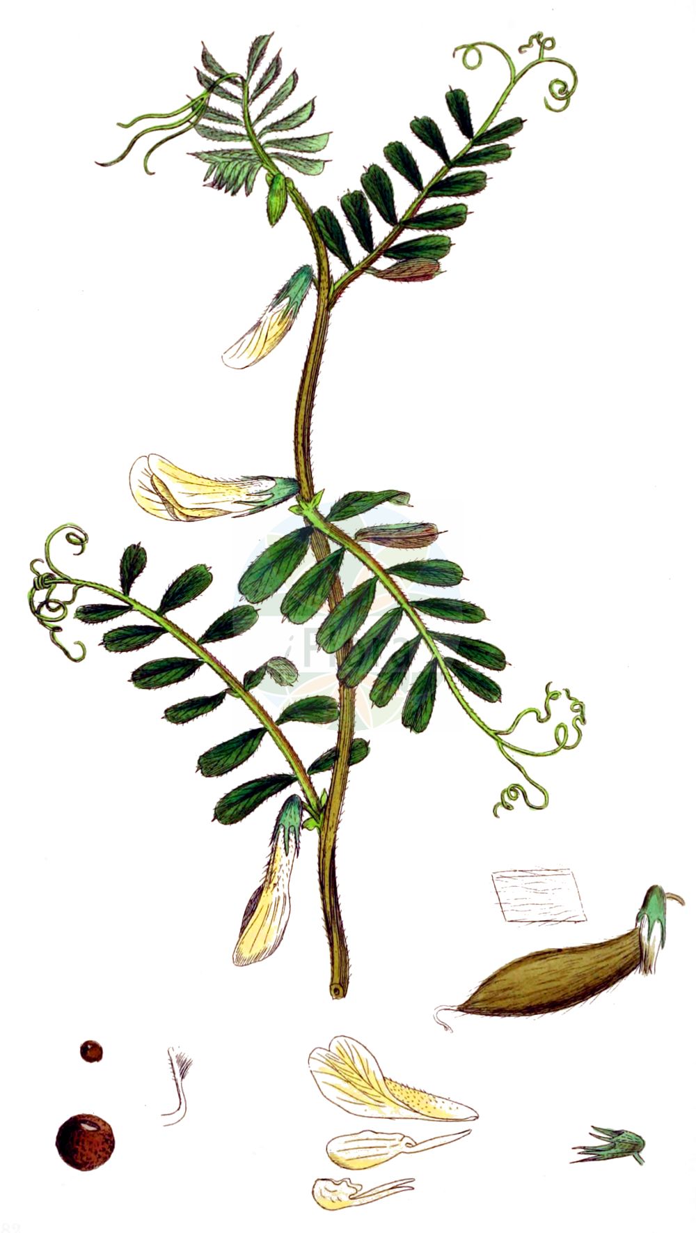 Historische Abbildung von Vicia hybrida. Das Bild zeigt Blatt, Bluete, Frucht und Same. ---- Historical Drawing of Vicia hybrida. The image is showing leaf, flower, fruit and seed.(Vicia hybrida,Hypechusa hybrida,Vicia hybrida,Vicia linnaei,Vicia spuria,Vicia,Wicke,Vetch,Fabaceae,Schmetterlingsblütler,Pea family,Blatt,Bluete,Frucht,Same,leaf,flower,fruit,seed,Sowerby (1790-1813))